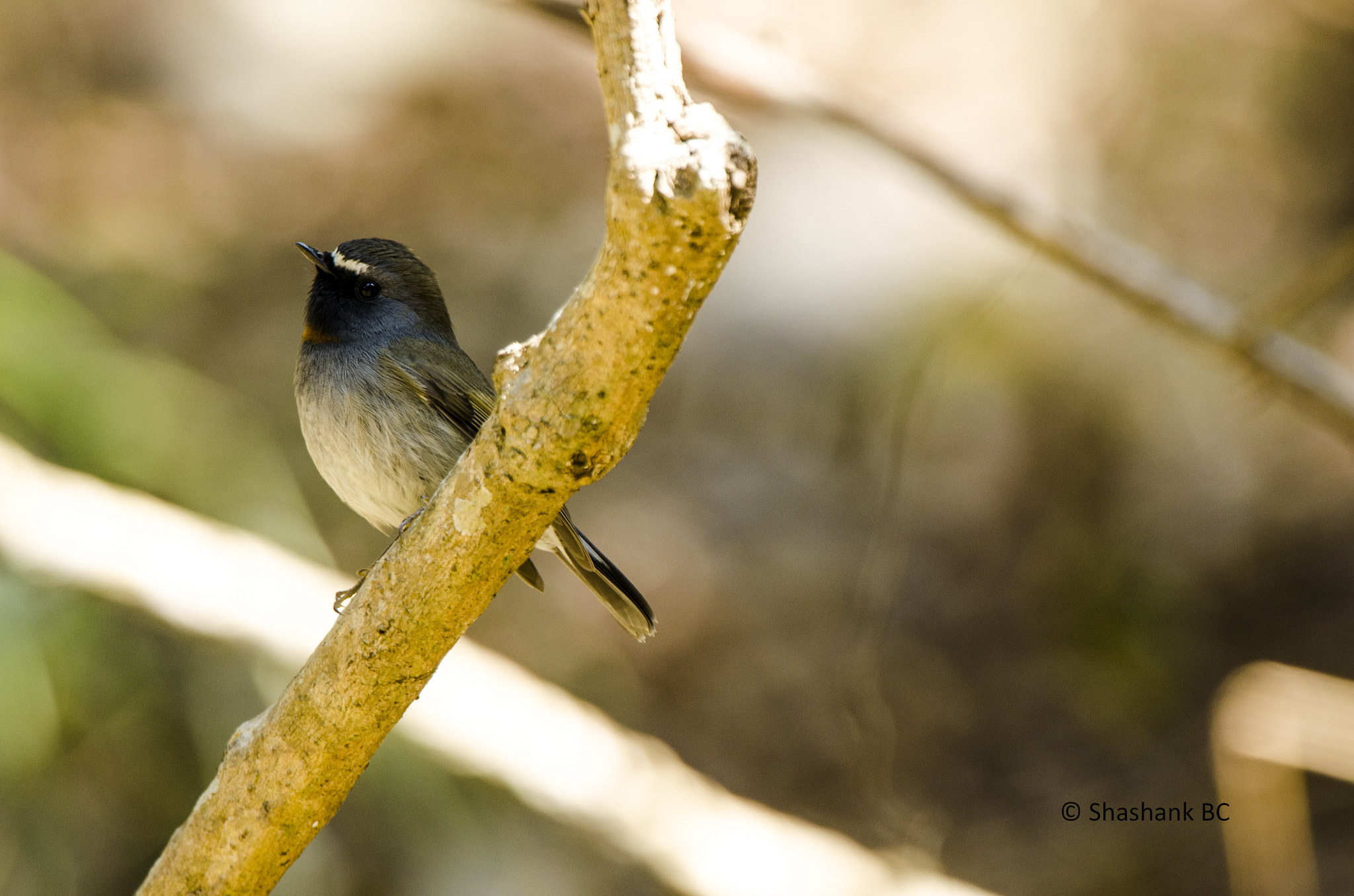 Nikon D5100 + Nikon AF-S Nikkor 600mm F4G ED VR sample photo. Rufous-gorgeted fly catcher photography