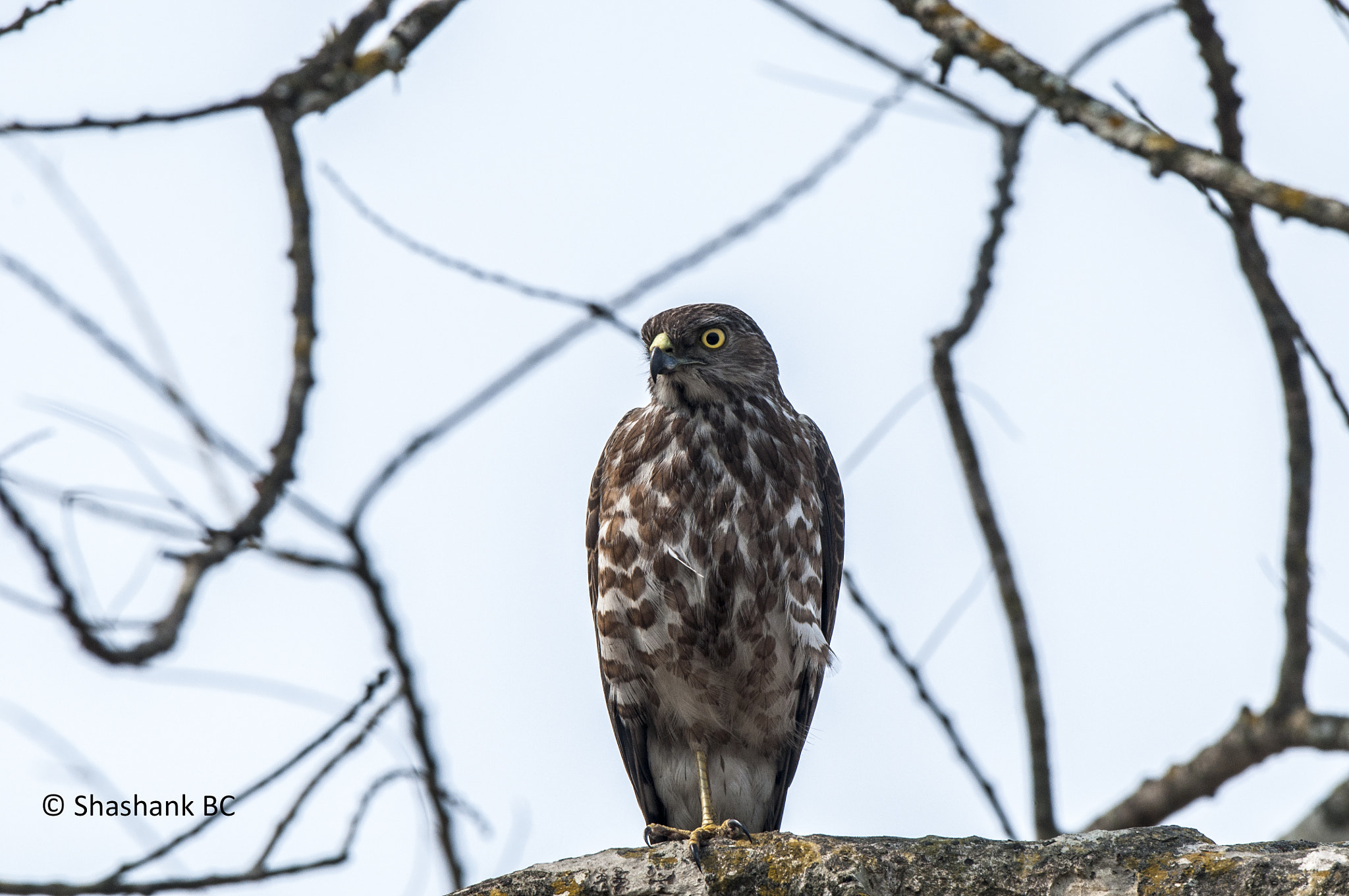 Nikon D90 + Nikon AF-S Nikkor 600mm F4G ED VR sample photo. Indian shikra photography