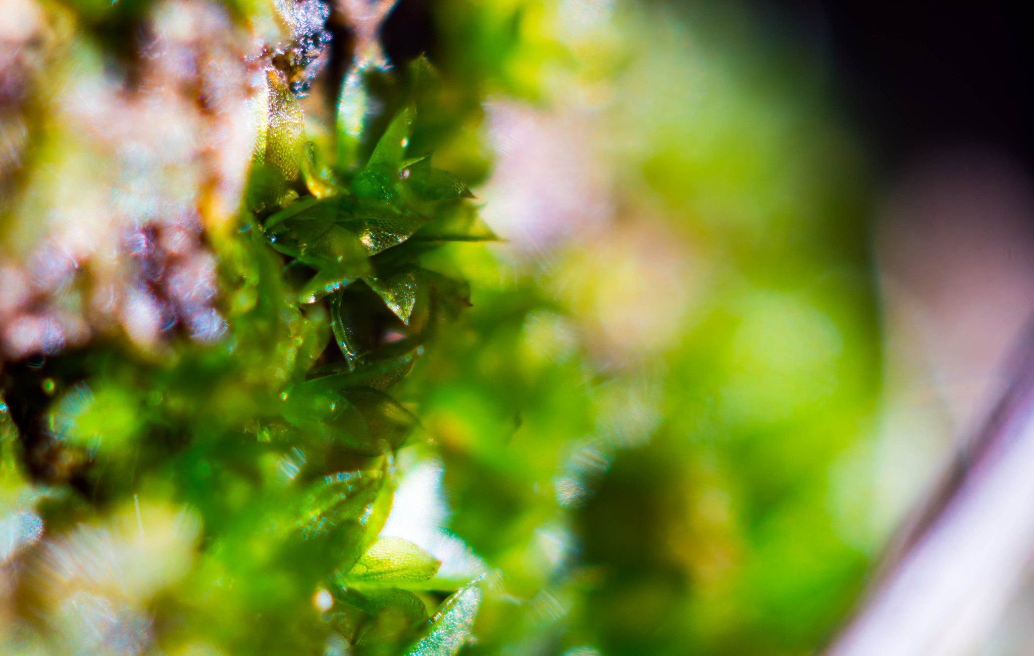 Sony SLT-A68 + MACRO 50mm F2.8 sample photo. Moss photography