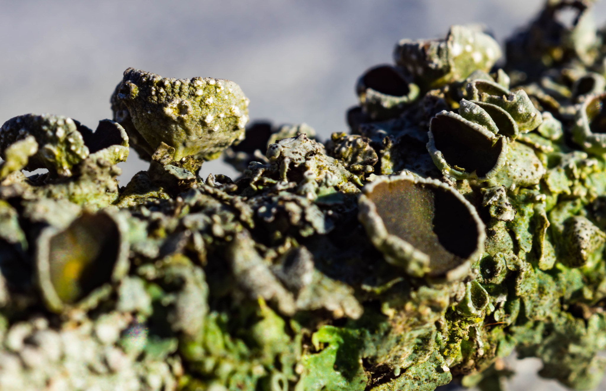 Sony SLT-A68 + MACRO 50mm F2.8 sample photo. Lichen photography