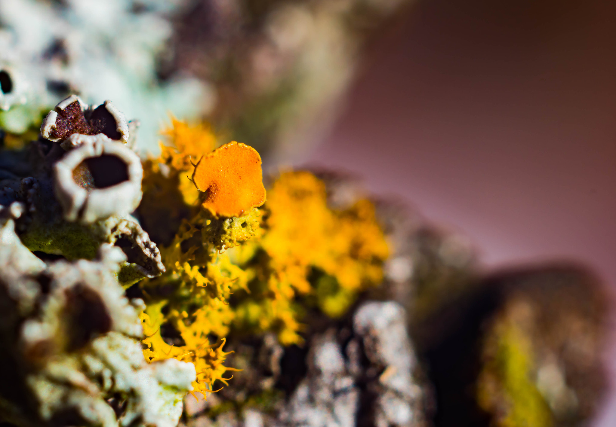 Sony SLT-A68 sample photo. Lichen photography