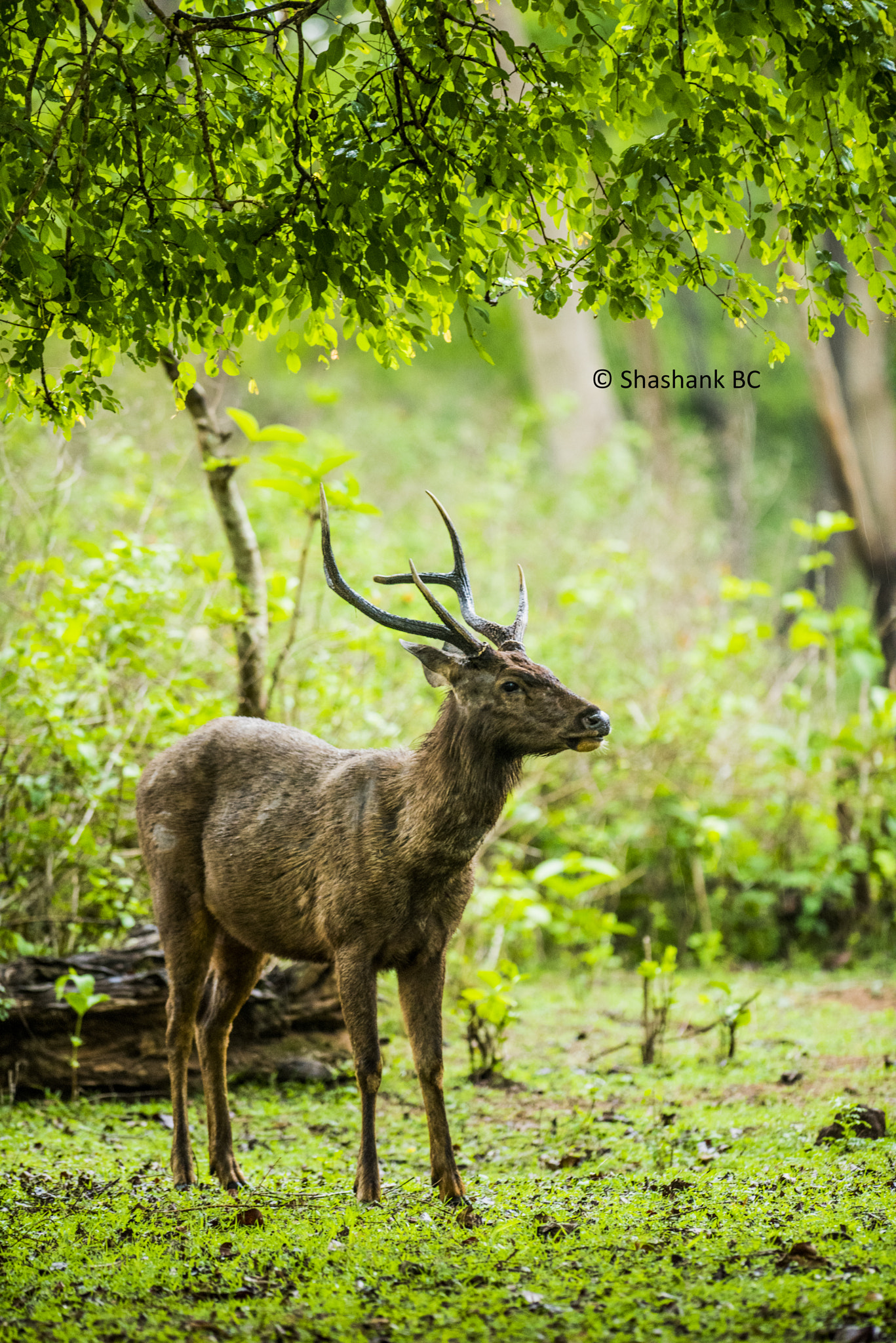 Nikon D810 sample photo. Sambar deer photography