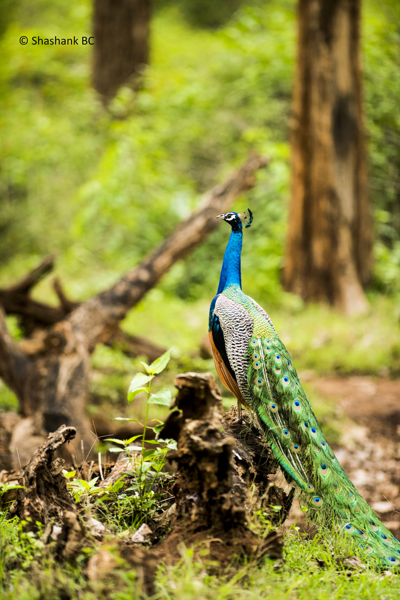 Nikon AF-S Nikkor 300mm F2.8G ED-IF VR sample photo. Peacock photography