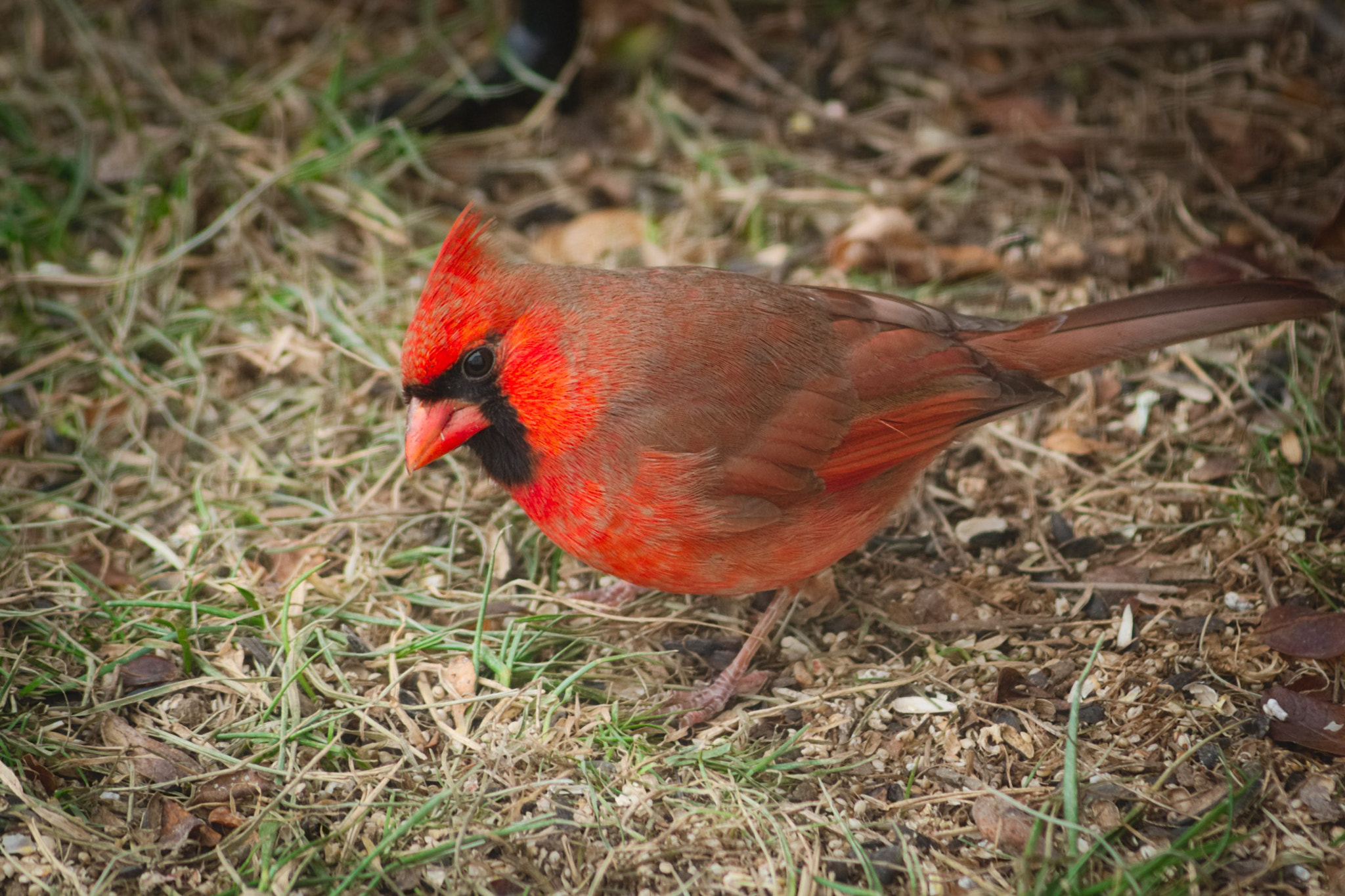 Manual Lens No CPU sample photo. Cardinal photography