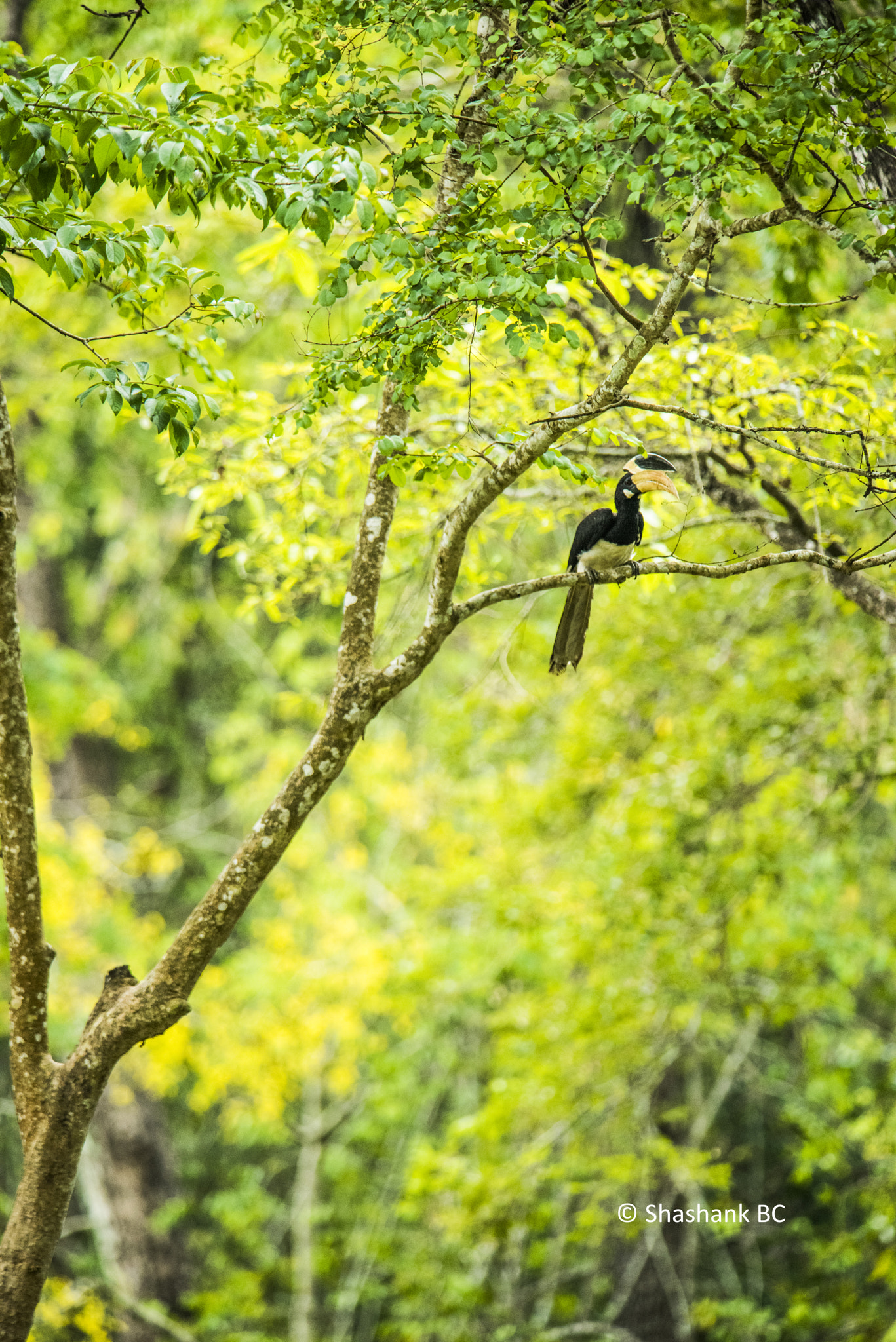 Nikon AF-S Nikkor 300mm F2.8G ED-IF VR sample photo. Malabar pied hornbill photography
