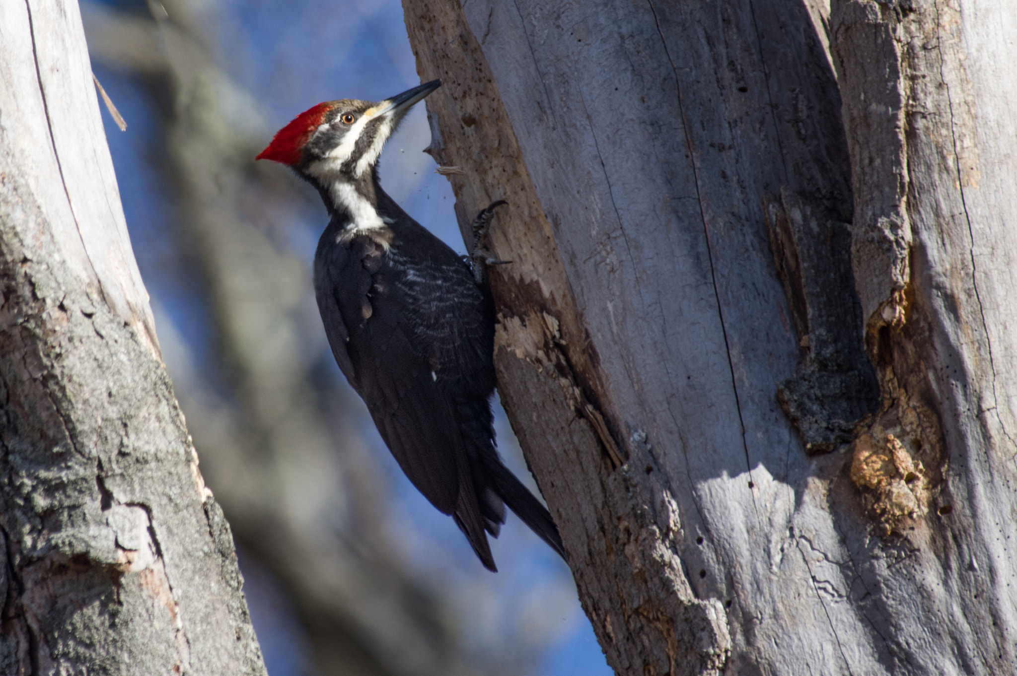 Pentax K-3 sample photo. Pileated woodpecker searching for snack photography