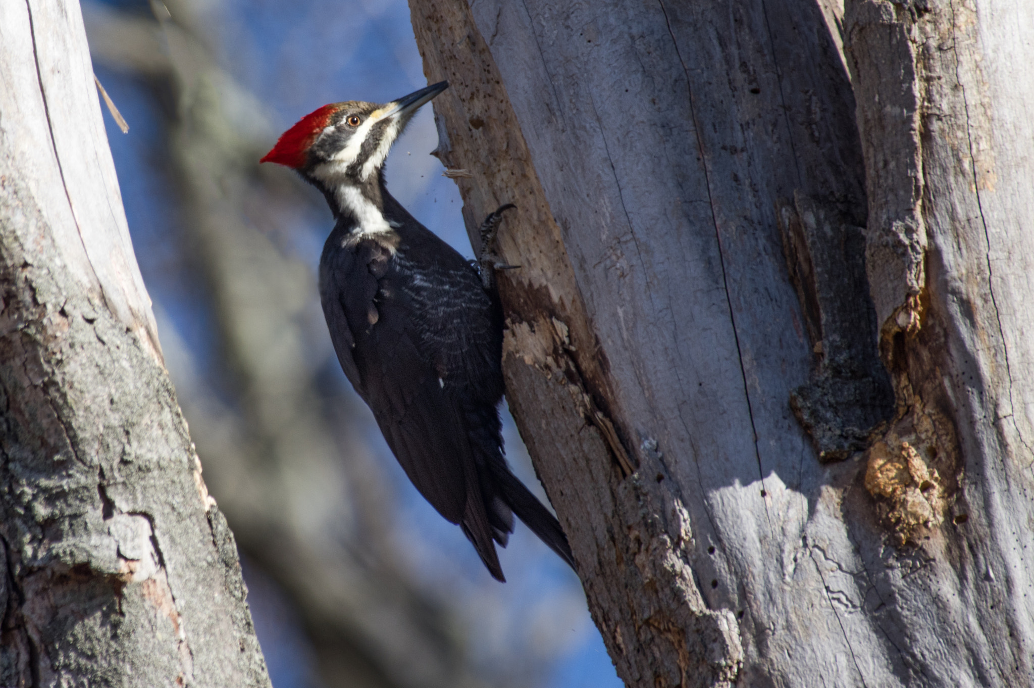 Pentax smc DA* 300mm F4.0 ED (IF) SDM sample photo. Pileated woodpecker searching for snack photography