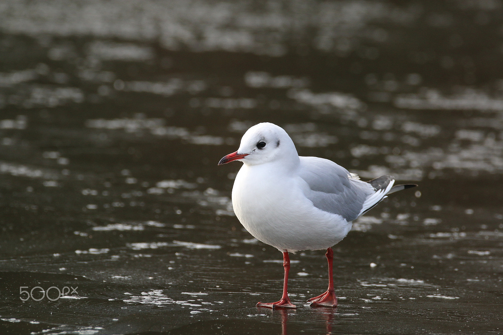 Sigma 150-600mm F5-6.3 DG OS HSM | C sample photo. Seagull on ice photography