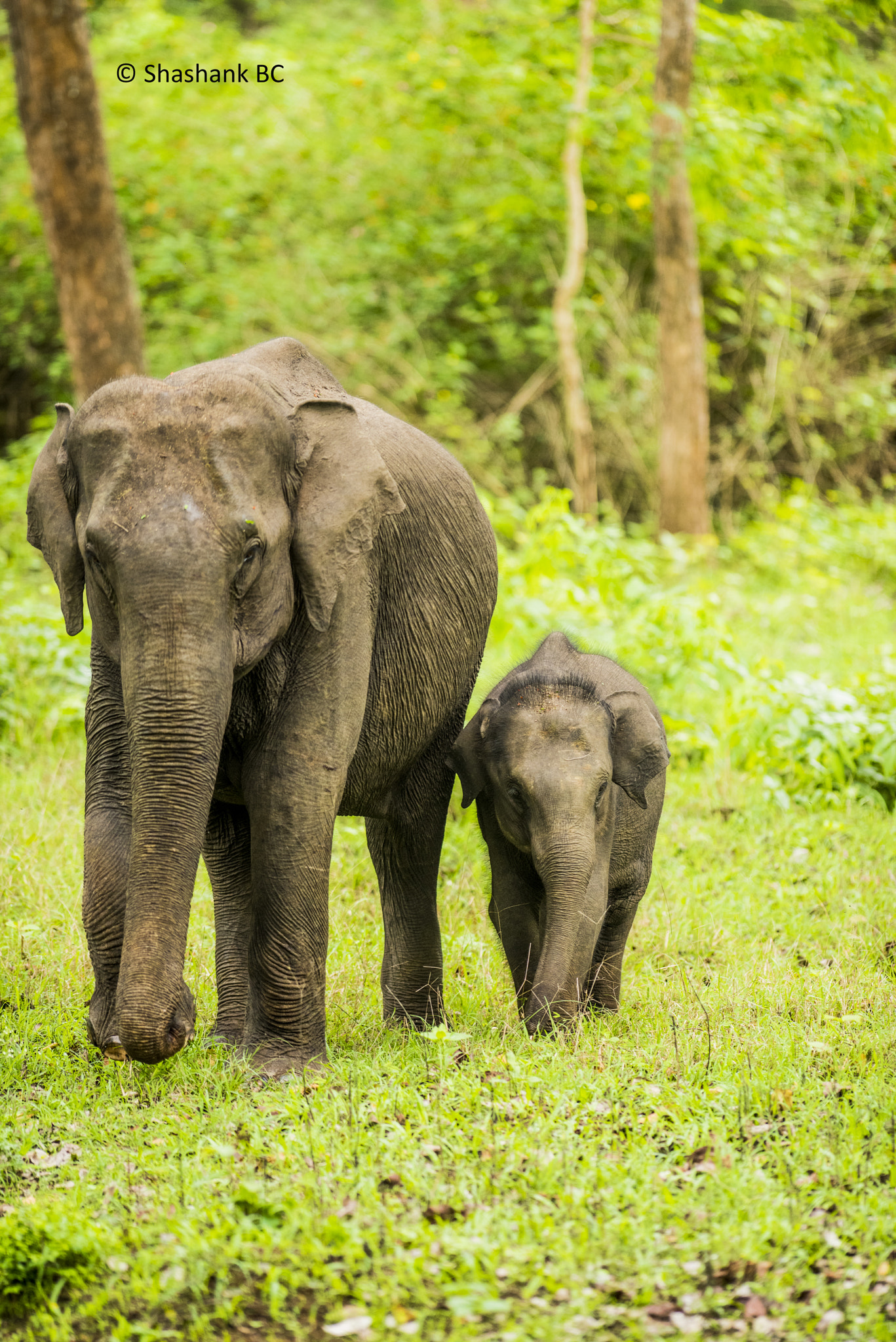 Nikon AF-S Nikkor 300mm F2.8G ED-IF VR sample photo. Asiatic elephant photography