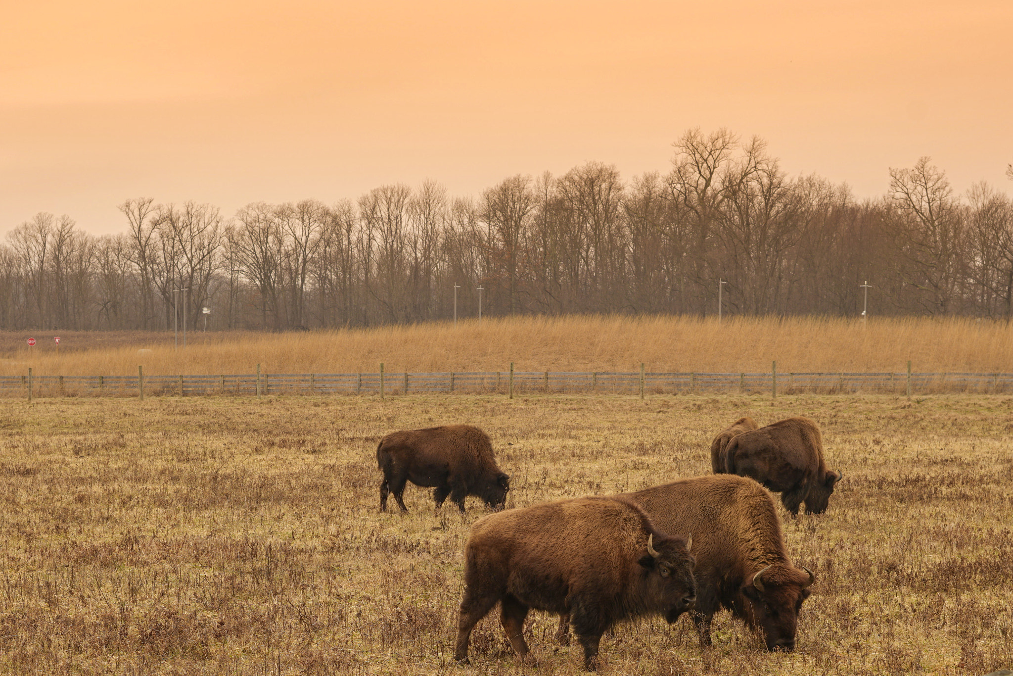 Sony a7R II sample photo. Bison back on the prairie! photography