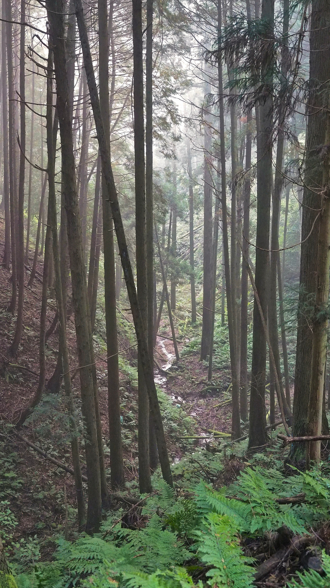 Olympus M.Zuiko Digital ED 12-40mm F2.8 Pro sample photo. Misty morning photography