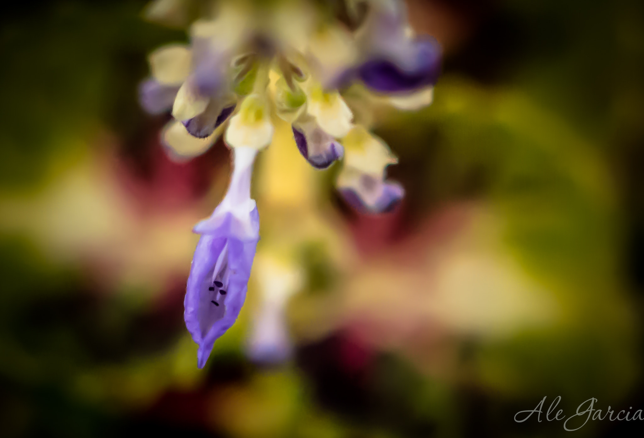 Nikon AF-S DX Micro-Nikkor 85mm F3.5G ED VR sample photo. Beautiful flower photography