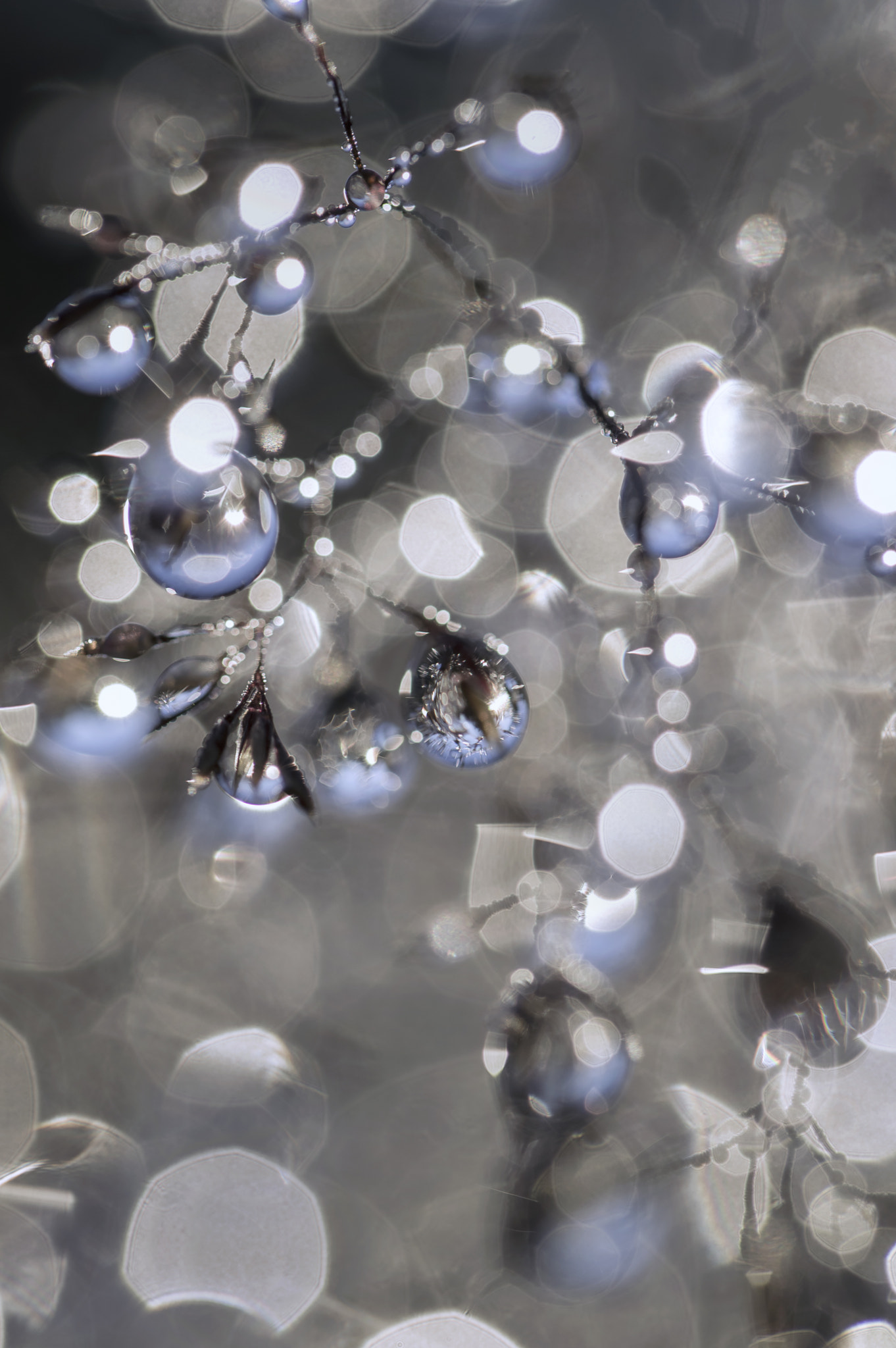Nikon D3200 sample photo. Blue sky, morning dew photography