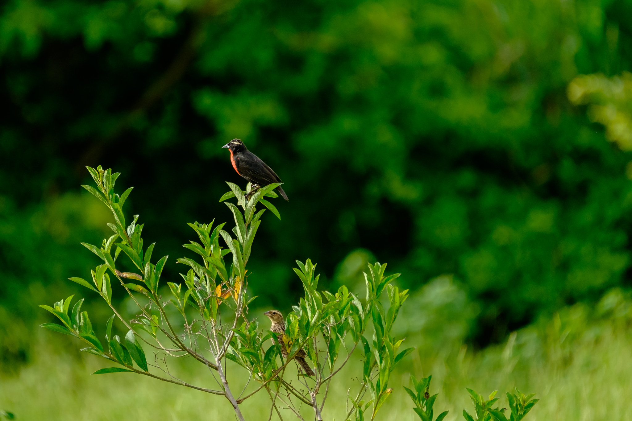 Fujifilm XF 100-400mm F4.5-5.6 R LM OIS WR sample photo. Passaros photography