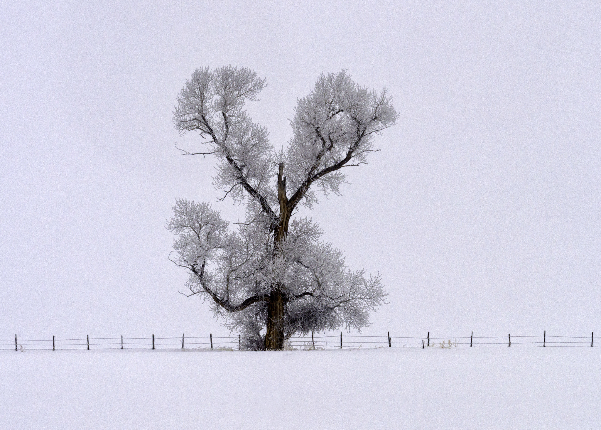 Nikon D3200 sample photo. A gunnison winter fog photography