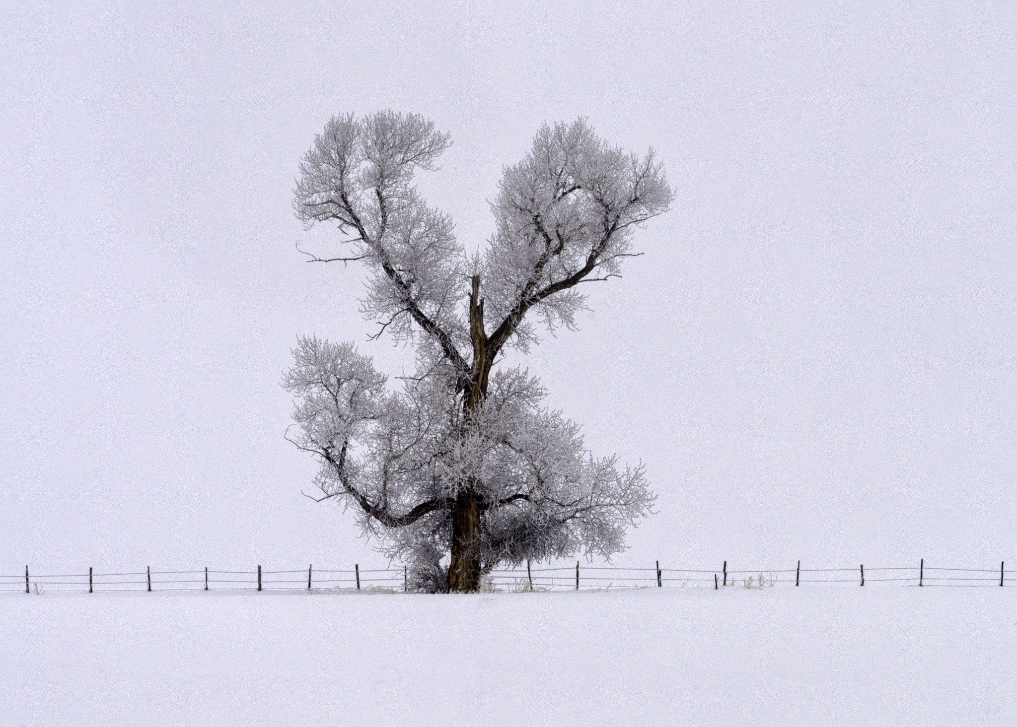 Nikon AF-S Nikkor 70-200mm F4G ED VR sample photo. A gunnison winter fog photography