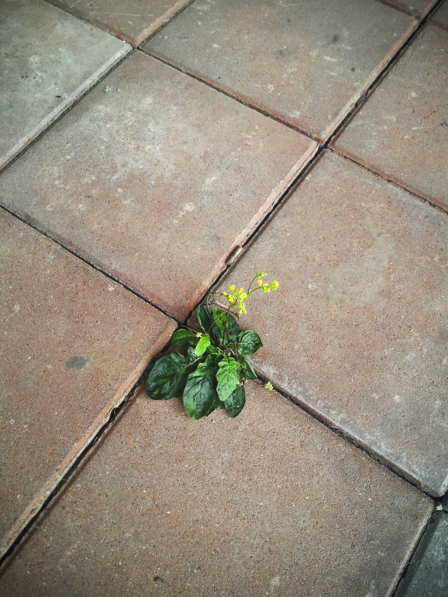 ASUS Z008D sample photo. Untitled photography