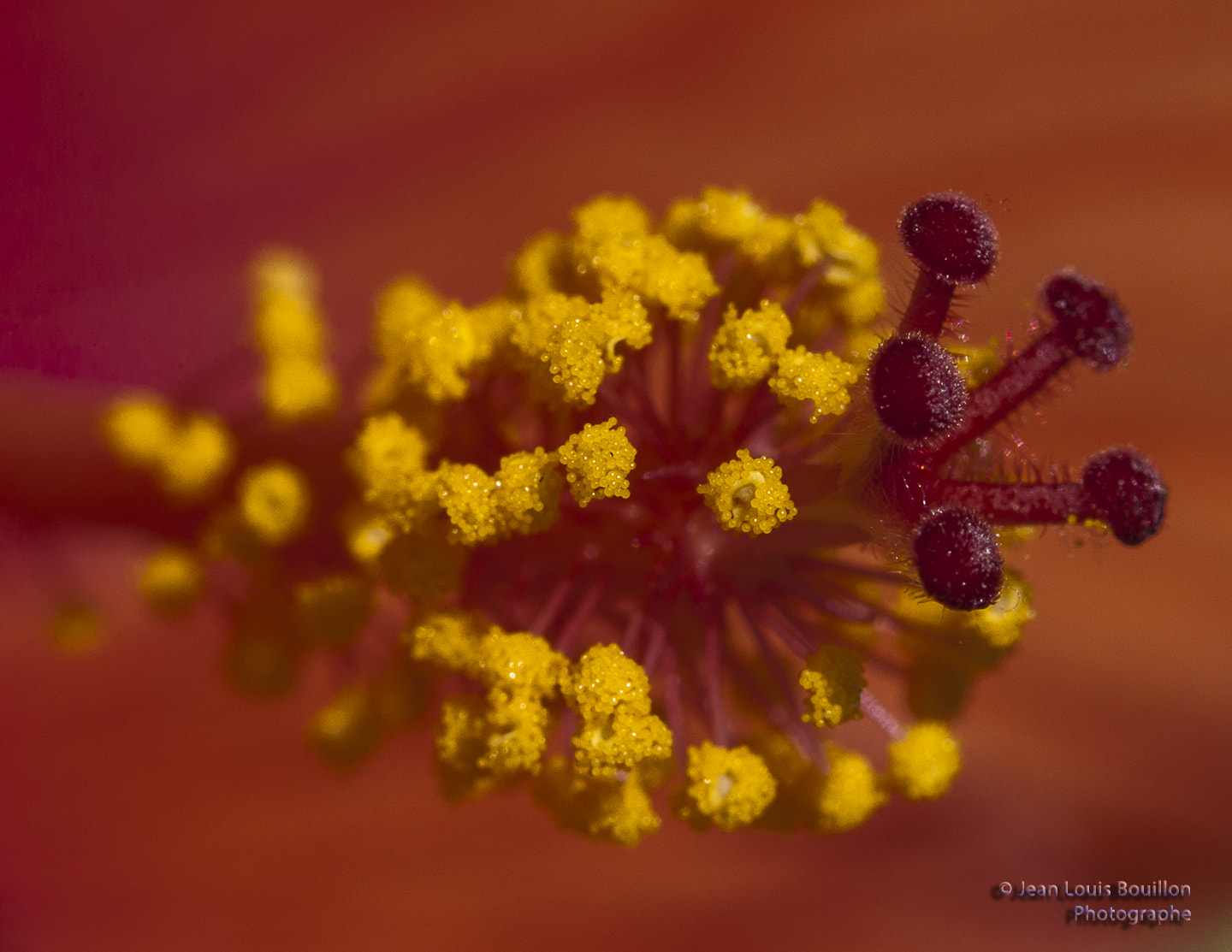 Canon EF 100mm F2.8 Macro USM sample photo. Hibiscus heart photography