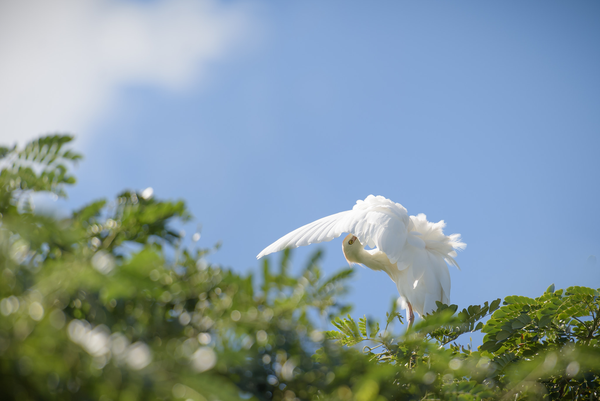 Nikon Df sample photo. White bird photography