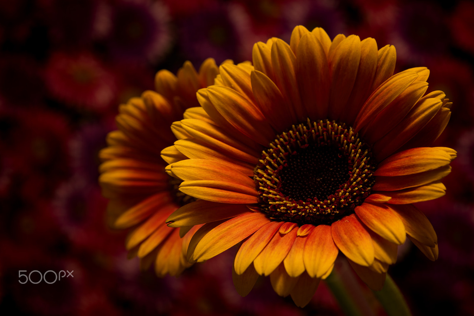 Nikon AF-S Micro-Nikkor 60mm F2.8G ED sample photo. Edging him out 0114 photography