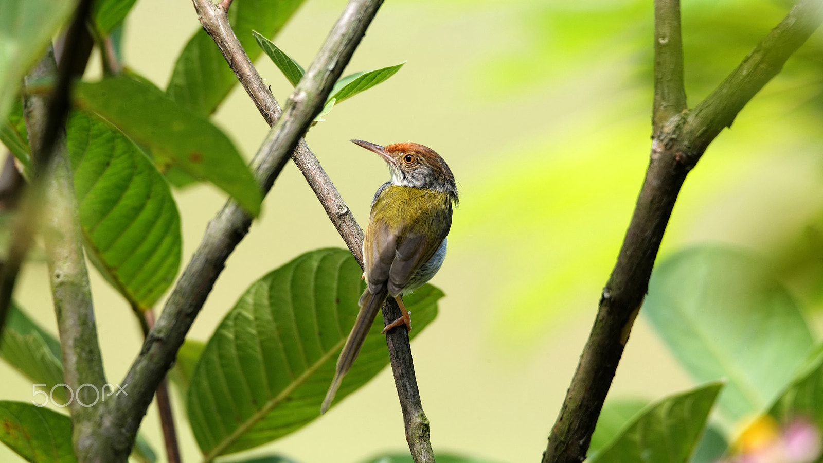Tamron SP 150-600mm F5-6.3 Di VC USD sample photo. Tailorbird photography