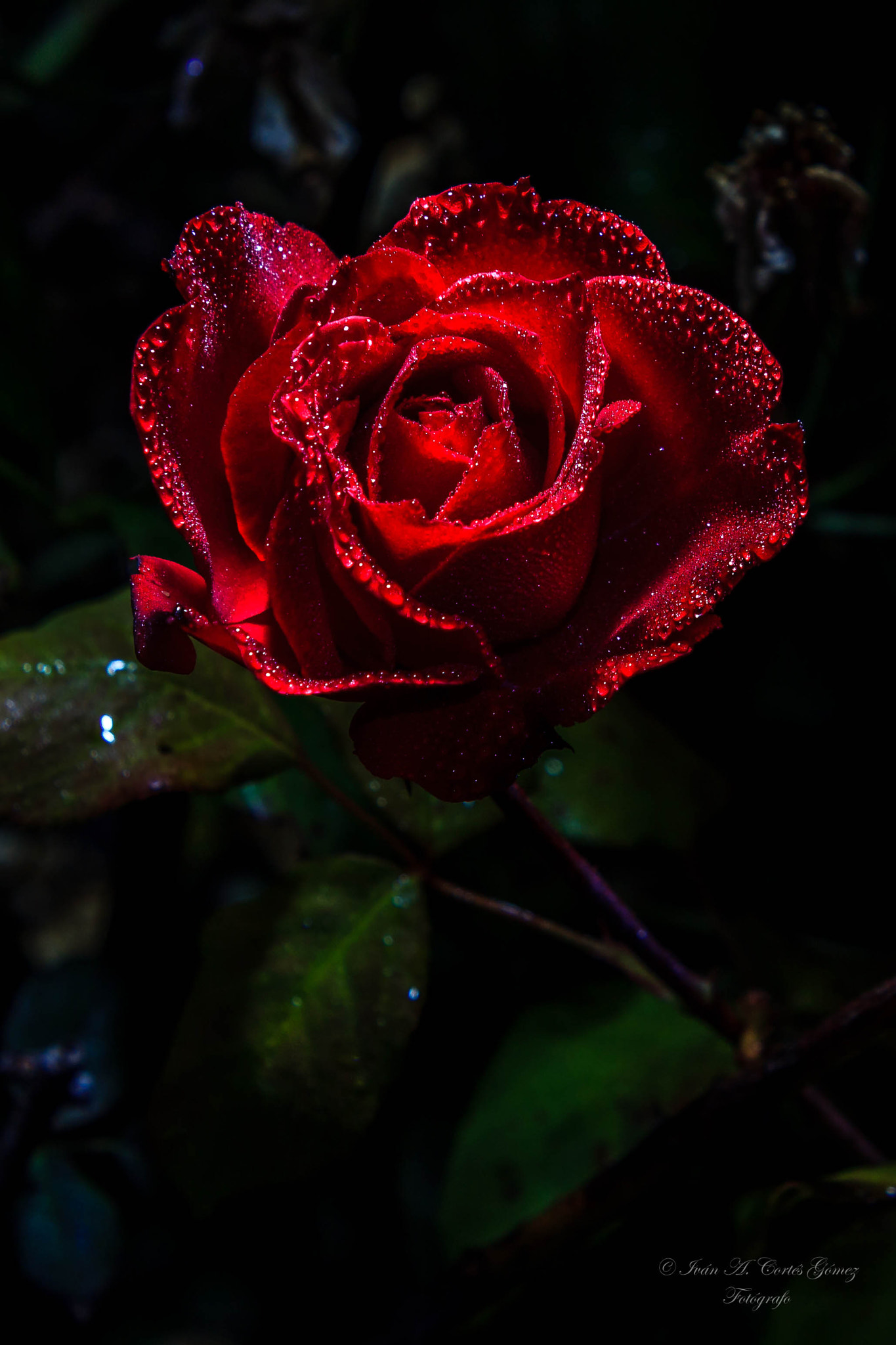 Canon EF-S 55-250mm F4-5.6 IS STM sample photo. Colored spray photography