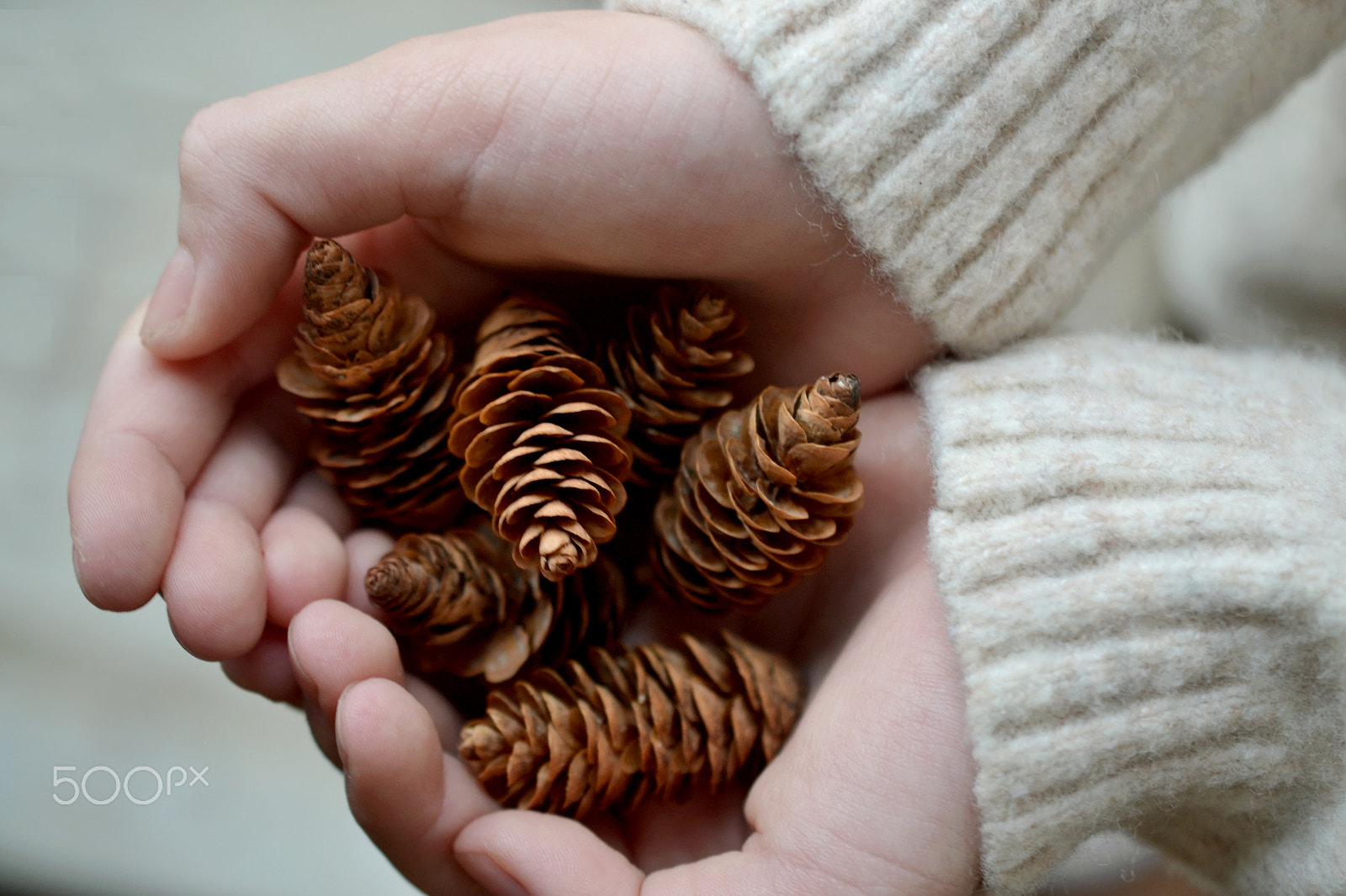 Nikon D3100 sample photo. Pinecones in girls hands with beige sweater photography