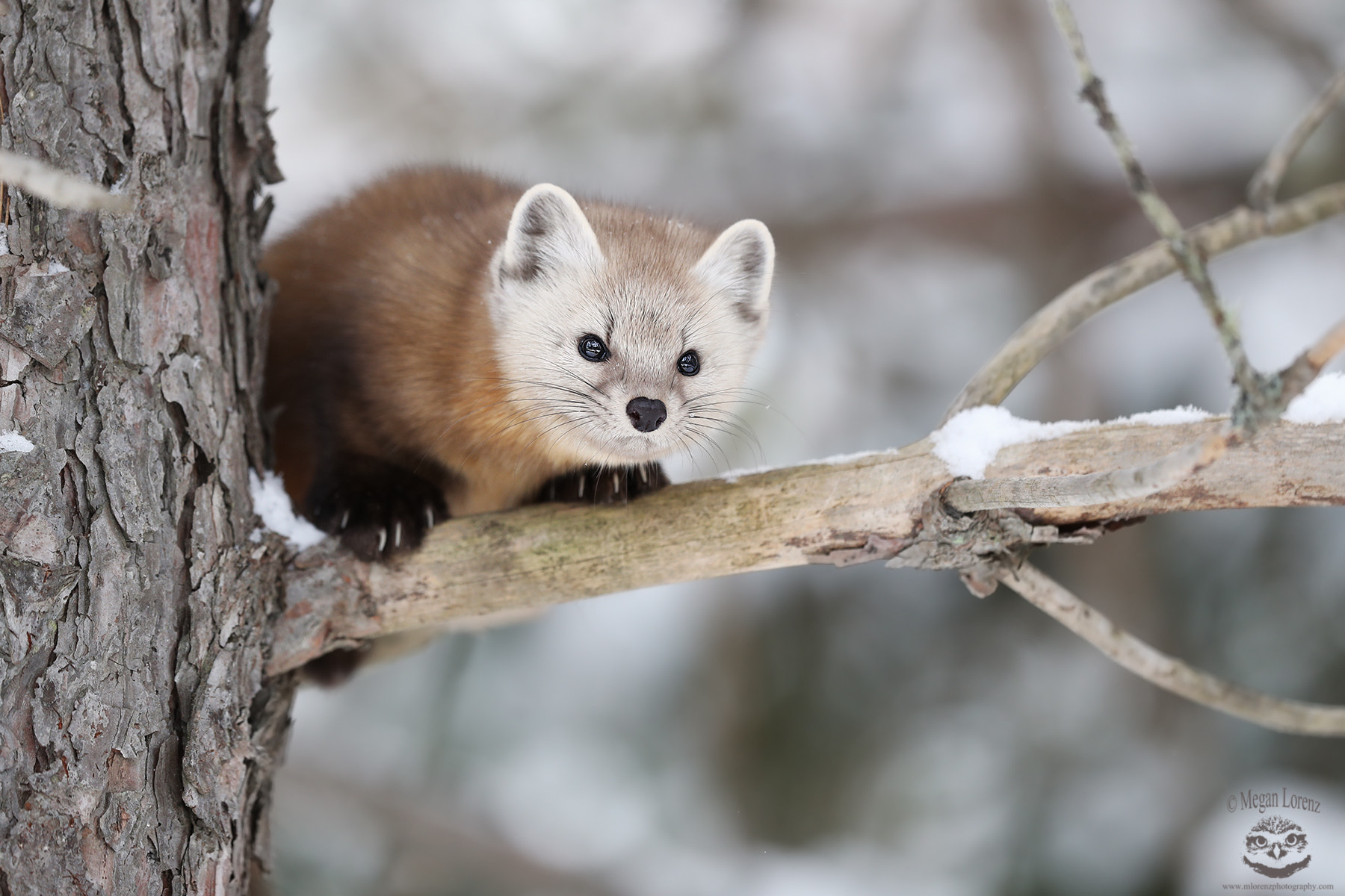 Canon EF 500mm F4L IS II USM sample photo. Marten mania photography