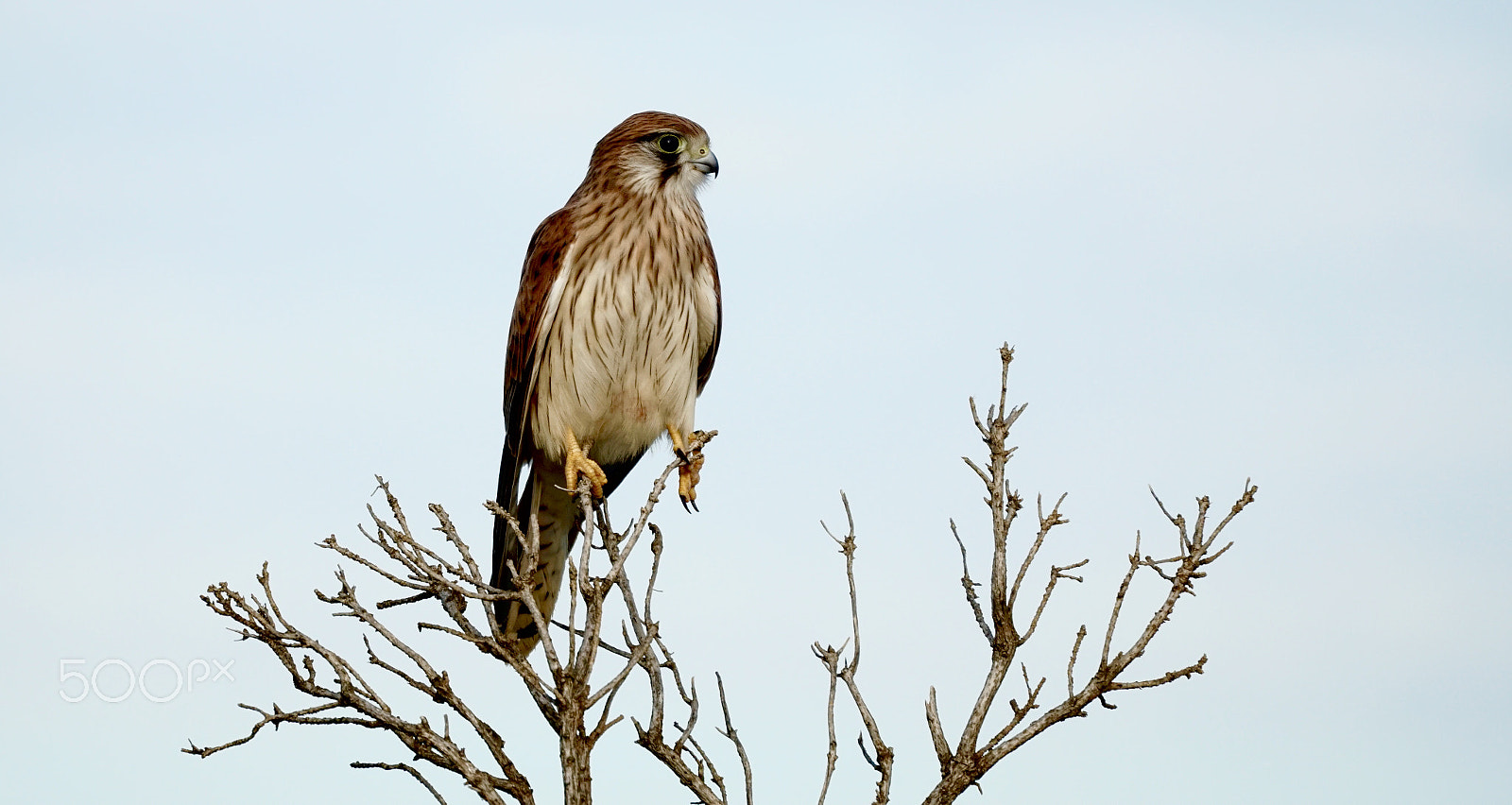 Sony FE 70-300mm F4.5-5.6 G OSS sample photo. Hawk photography