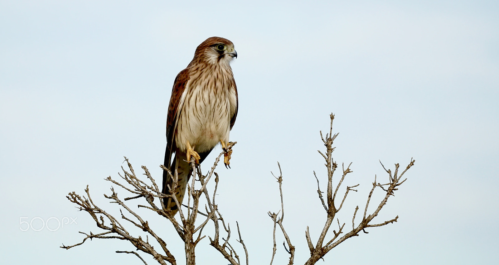 Sony a6300 + Sony FE 70-300mm F4.5-5.6 G OSS sample photo. Hawk photography