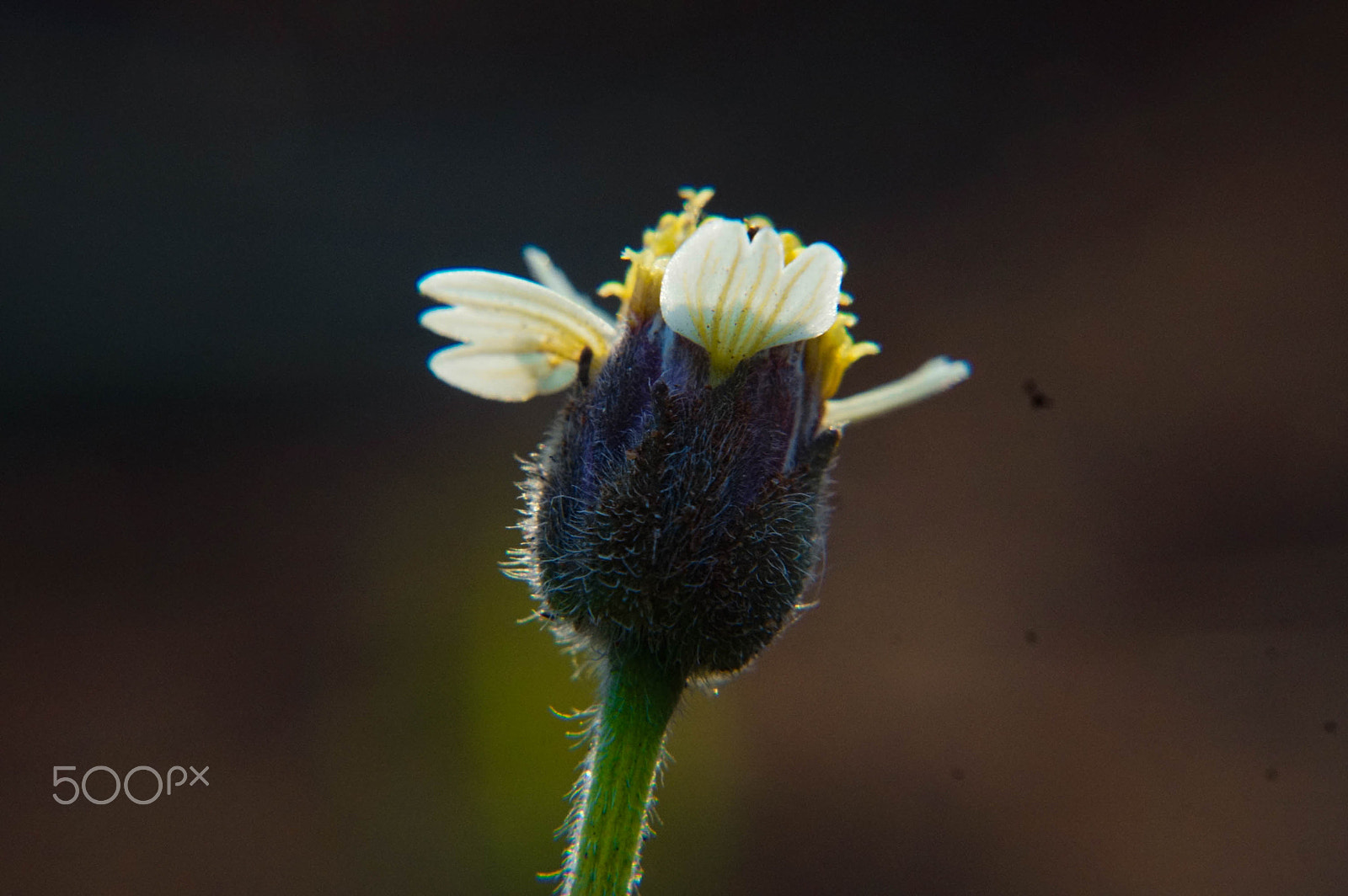 Sony ILCA-77M2 + Sony DT 50mm F1.8 SAM sample photo. Plant photography