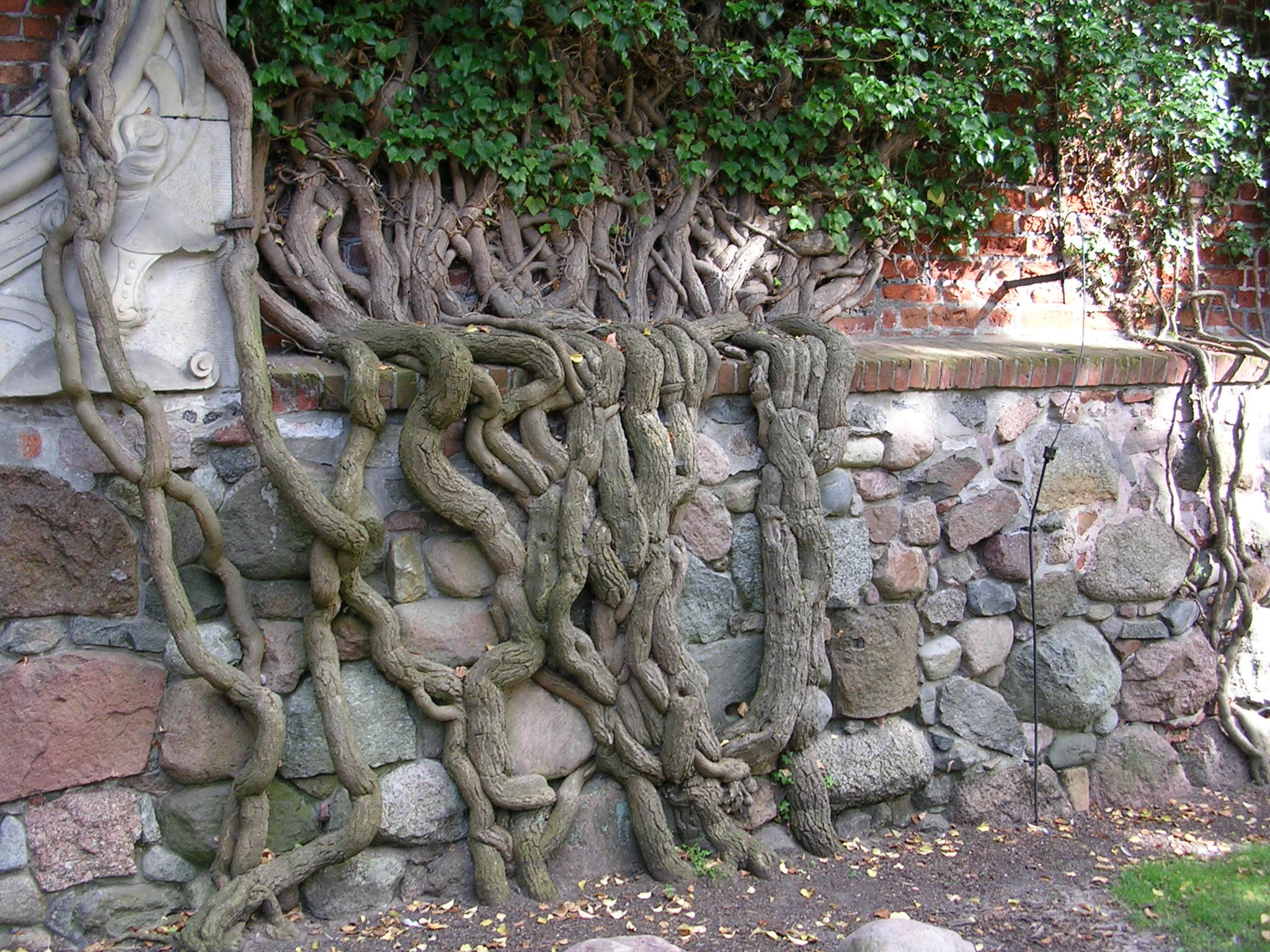 Nikon E3200 sample photo. Climbing plant on a castle wall (malbork pl) photography