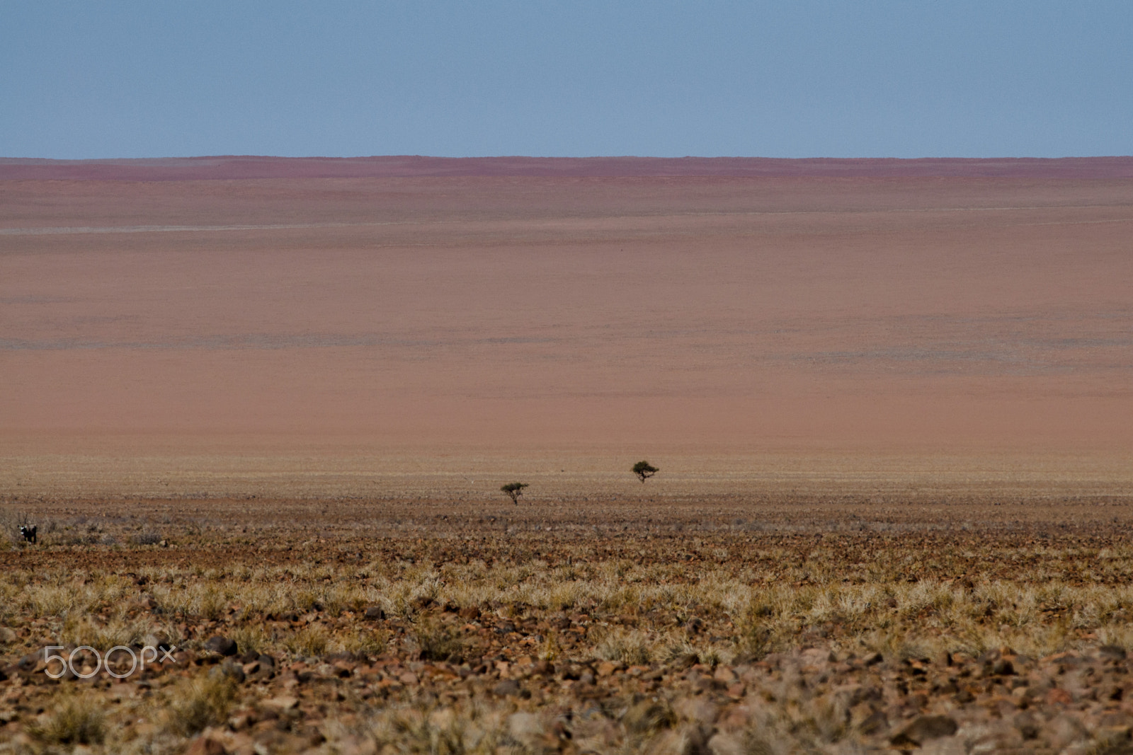 Nikon D7000 + Nikon AF-S Nikkor 300mm F4D ED-IF sample photo. Landscape with oryx photography