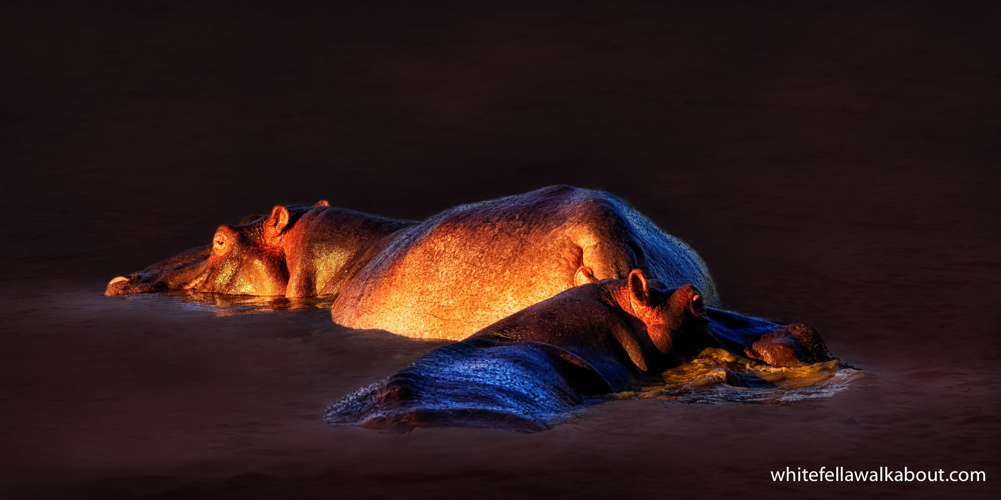 Nikon AF-S Nikkor 400mm F2.8G ED VR II sample photo. Hippos at mkuze national park, northern kwa-zulu natal, south africa photography