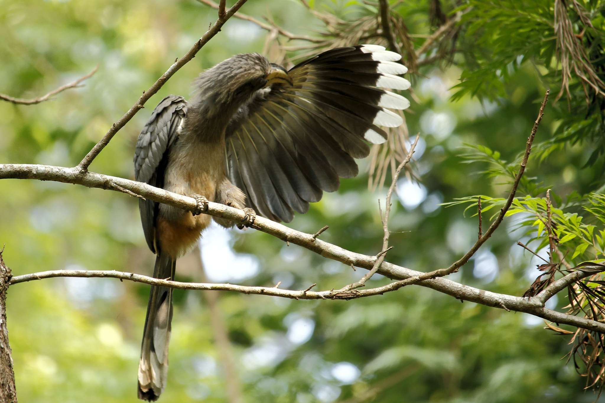 Canon EF-S 55-250mm F4-5.6 IS STM sample photo. Malabar grey hornbill photography