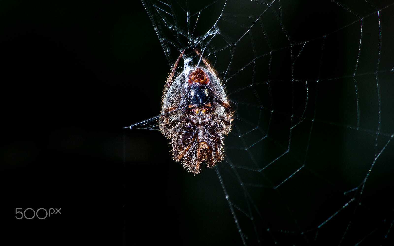 Canon EF-S 55-250mm F4-5.6 IS sample photo. Nightmare fuel photography