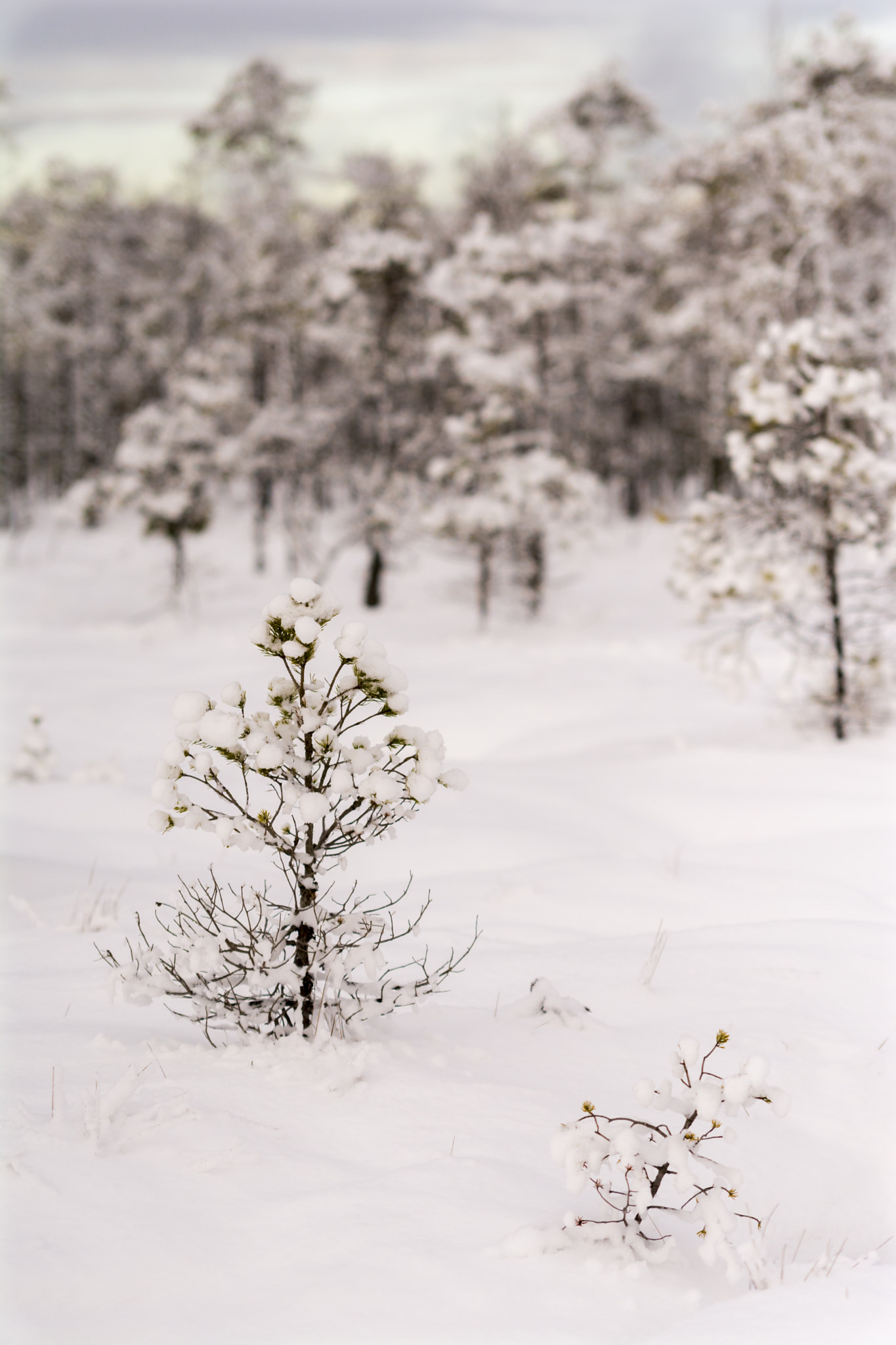 Sigma 70-200mm F2.8 EX DG Macro HSM II sample photo. Winter swamp trail 1 photography