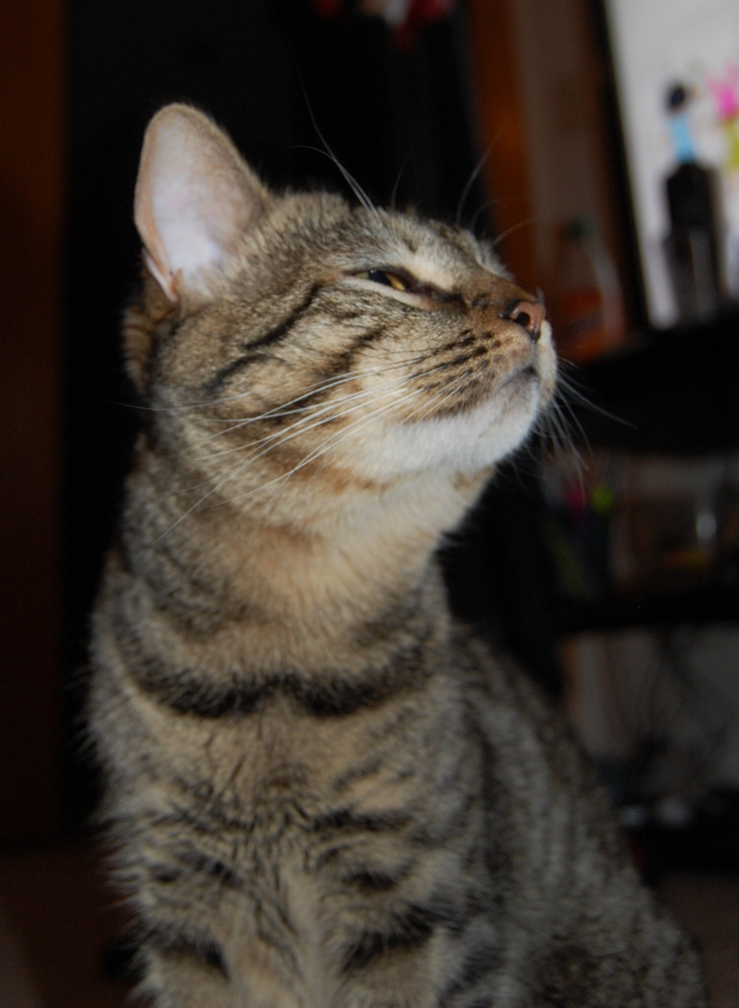 Nikon D40 sample photo. 2017-01-14 17.44.14.jpg photography