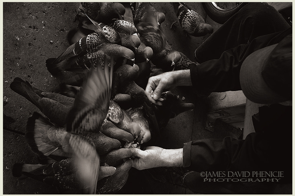 Nikon D2X sample photo. Feeding the pigeons photography