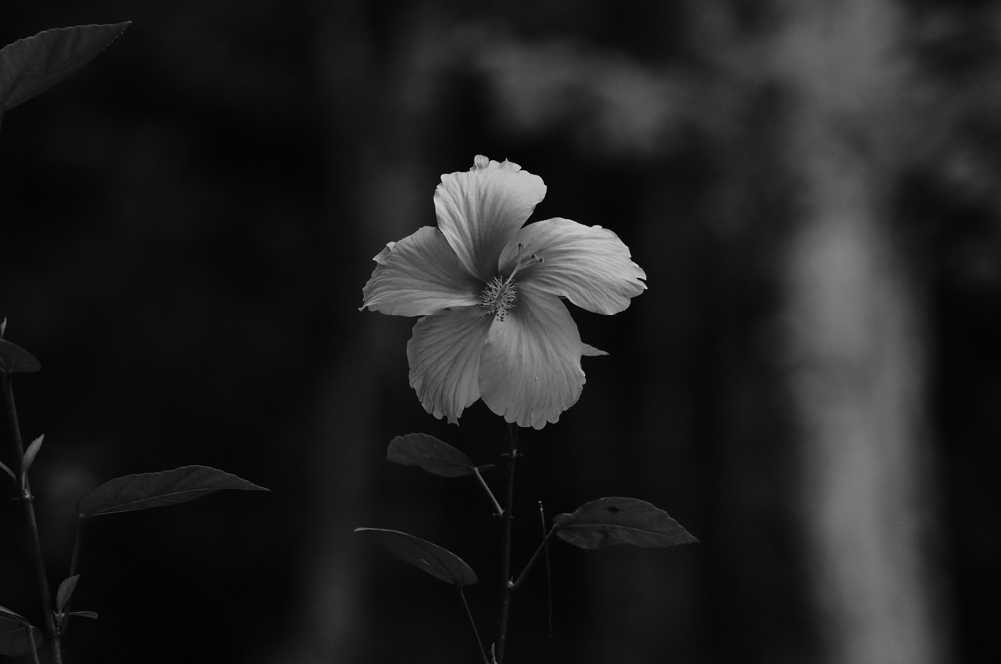 Sony DT 55-200mm F4-5.6 SAM sample photo. Hibiscus photography