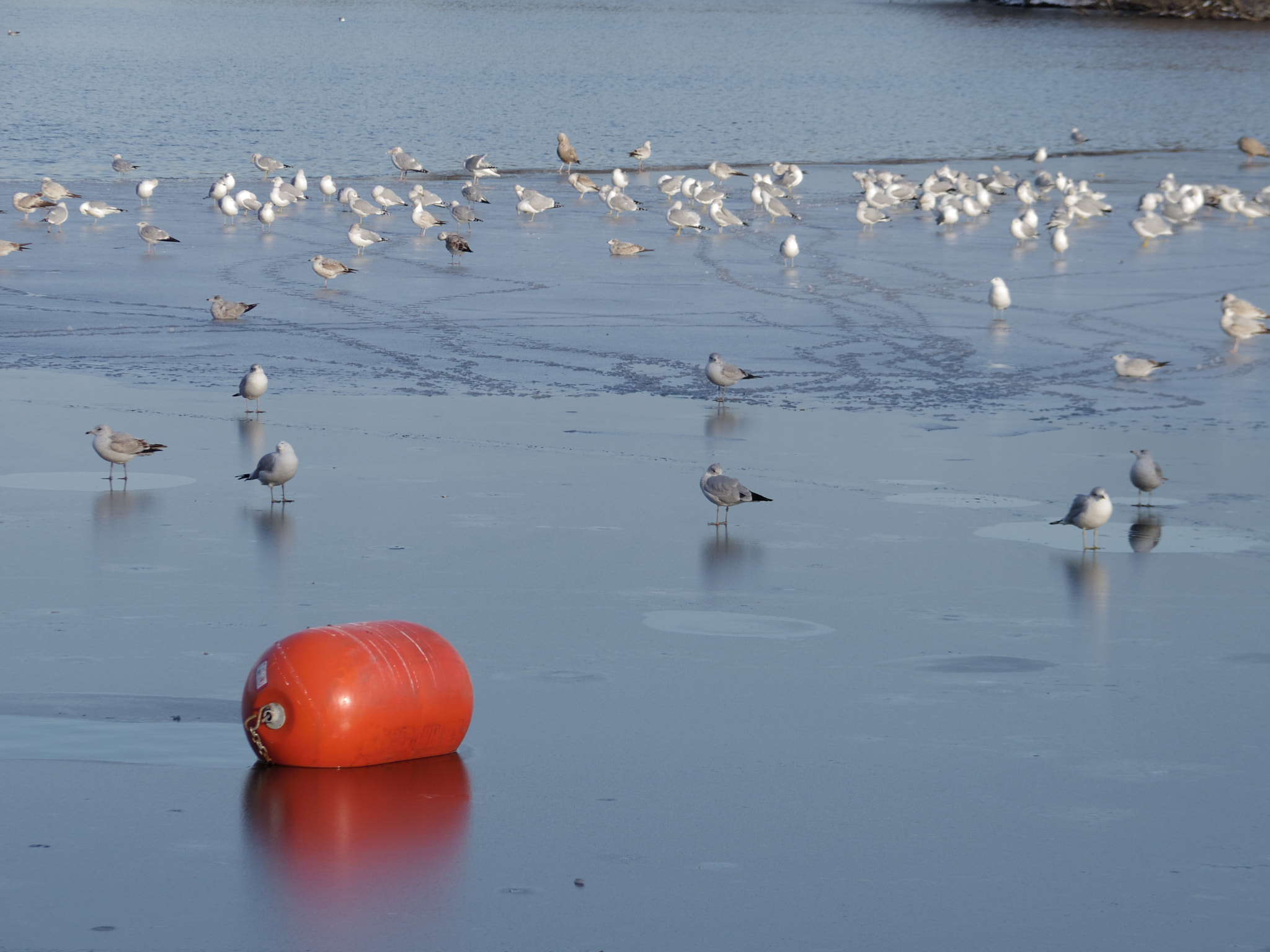 Pentax 06 Telephoto 15-45mm sample photo. Birds on ice photography