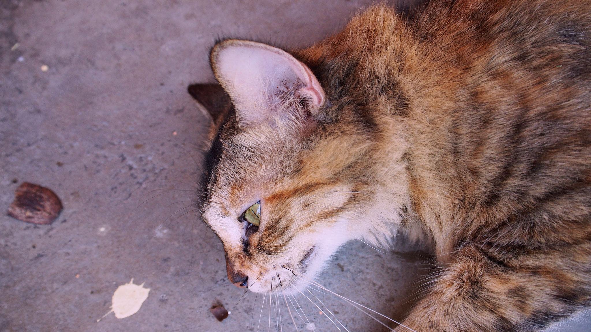 Olympus PEN E-PL6 sample photo. Miaow? 17/1/2017 photography