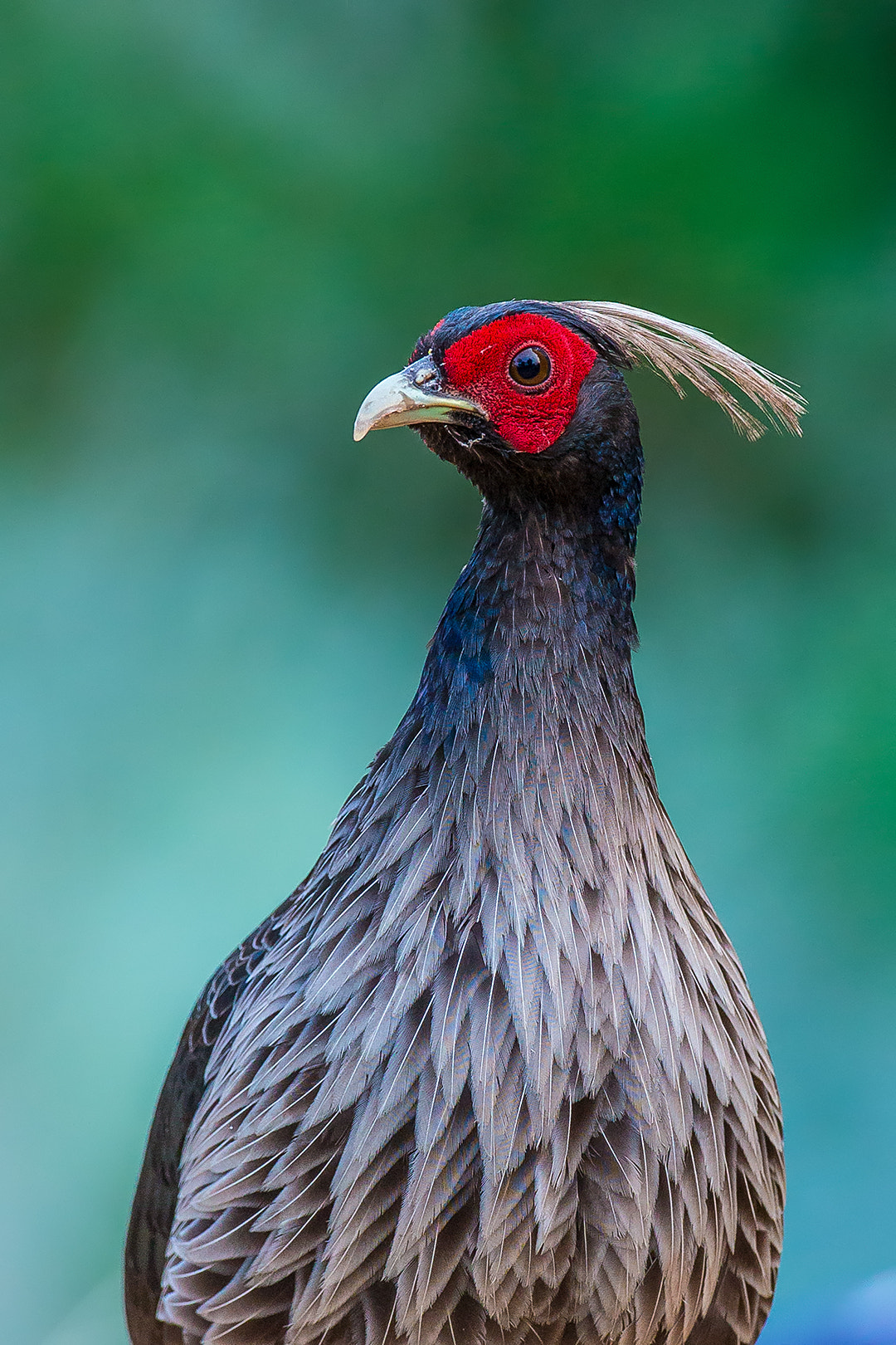 Canon EOS-1D X + Canon EF 500mm F4L IS USM sample photo. Kalij pheasant photography