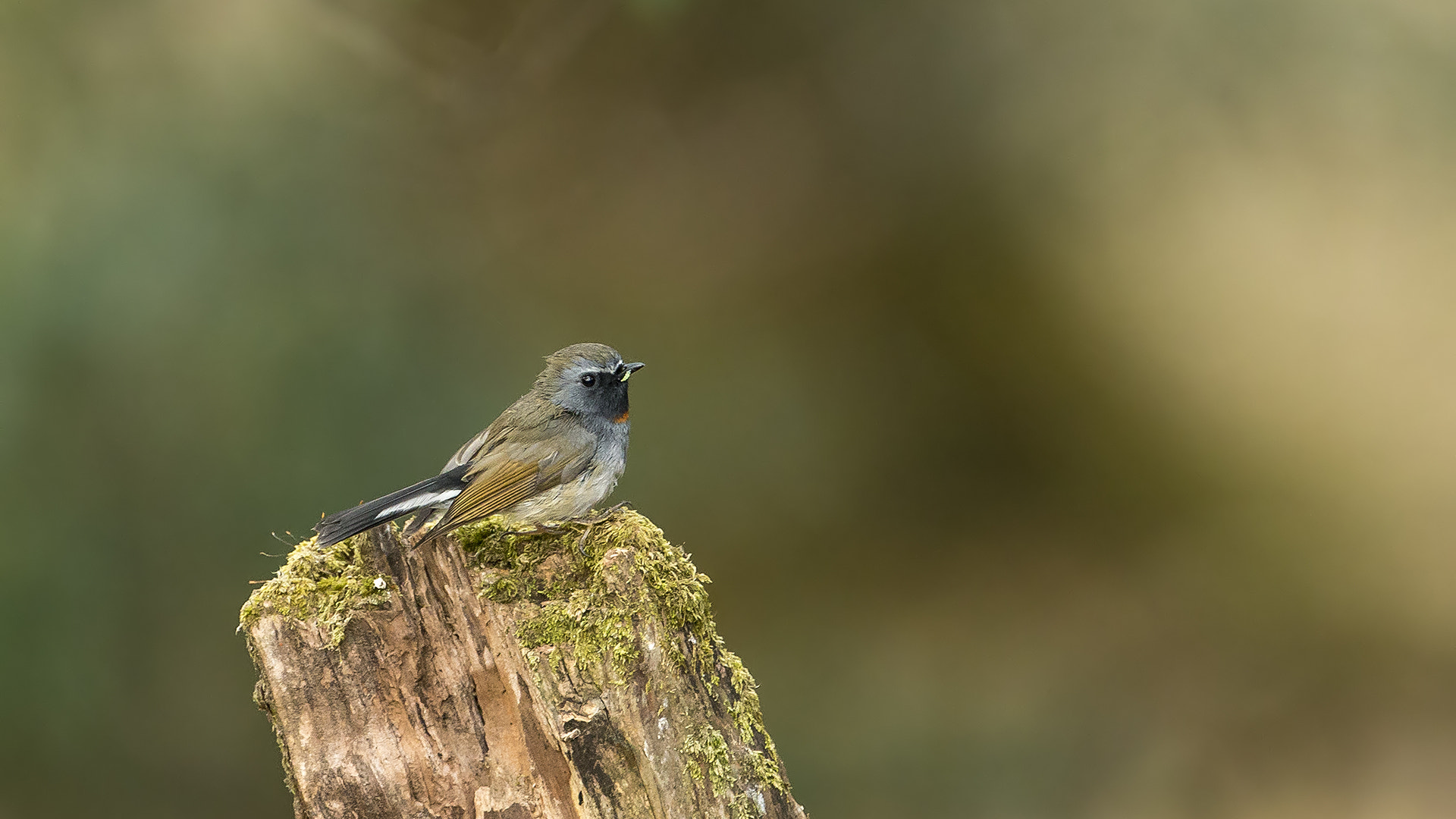 Canon EOS-1D X sample photo. Rufous-gorgeted flycatcher photography
