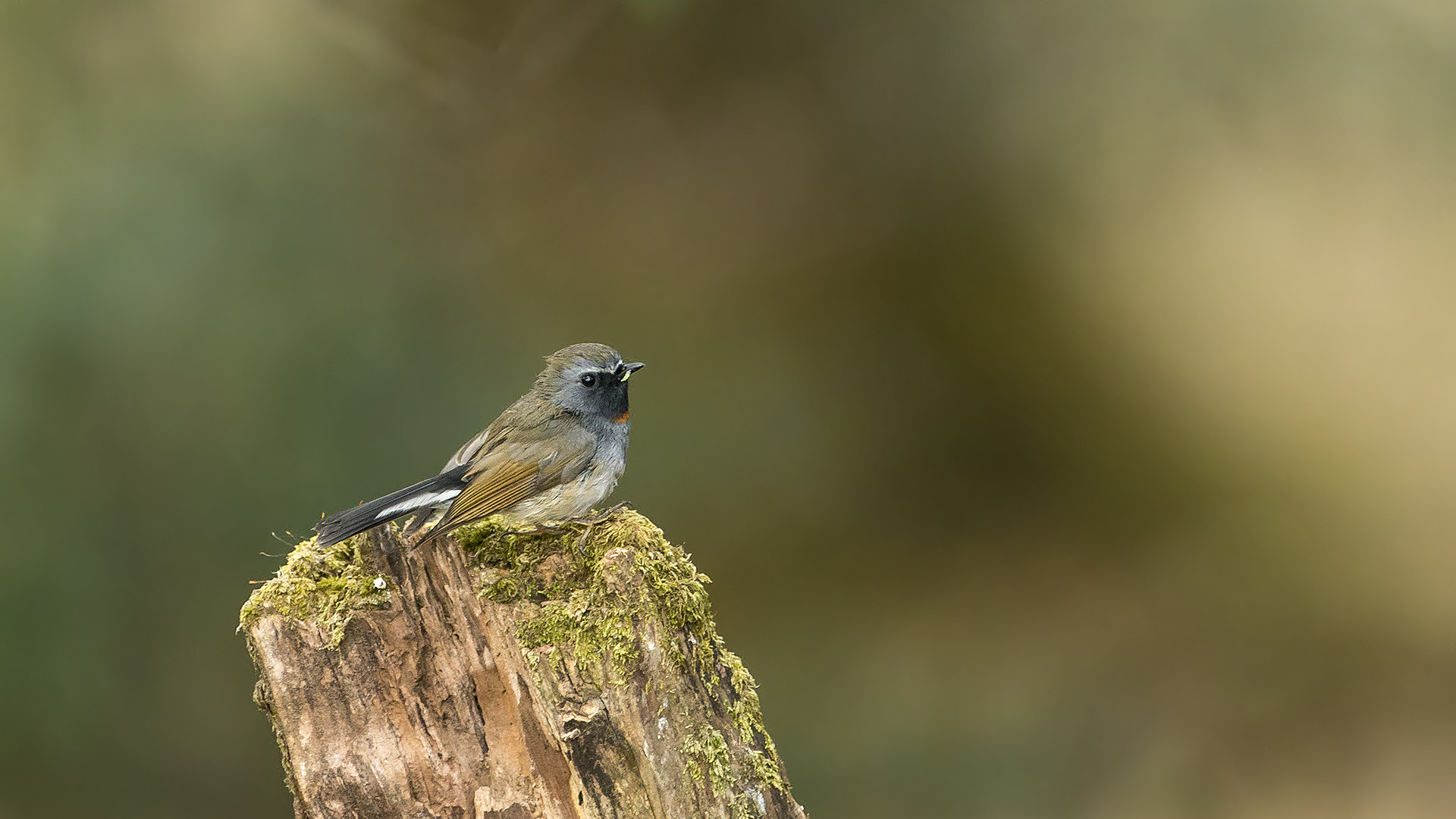 Canon EF 500mm F4L IS USM sample photo. Rufous-gorgeted flycatcher photography