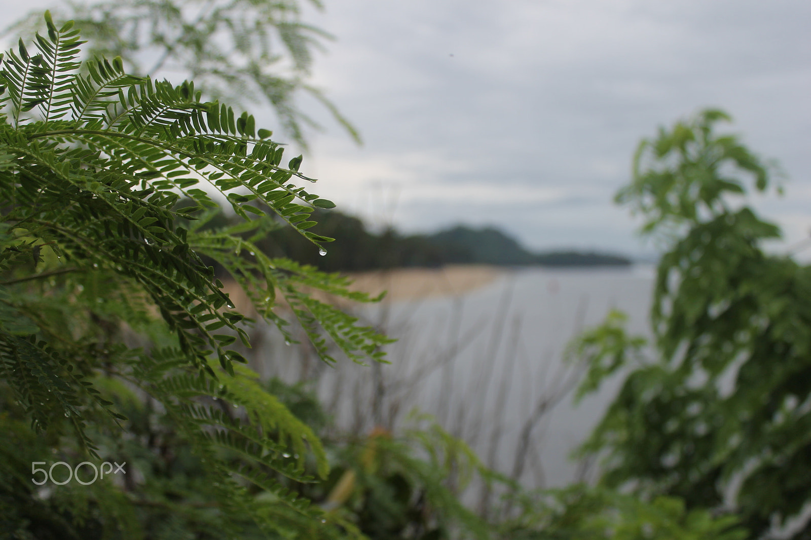 Canon EOS 1100D (EOS Rebel T3 / EOS Kiss X50) sample photo. Green leaf with beach photography