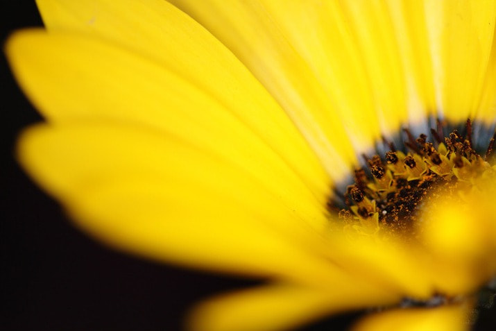 Canon EOS 50D + Canon 150mm sample photo. Rs photography