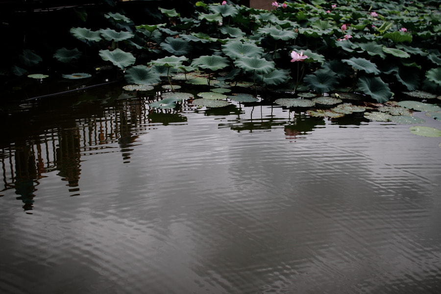 Sigma 30mm F1.4 EX DC HSM sample photo. Img photography