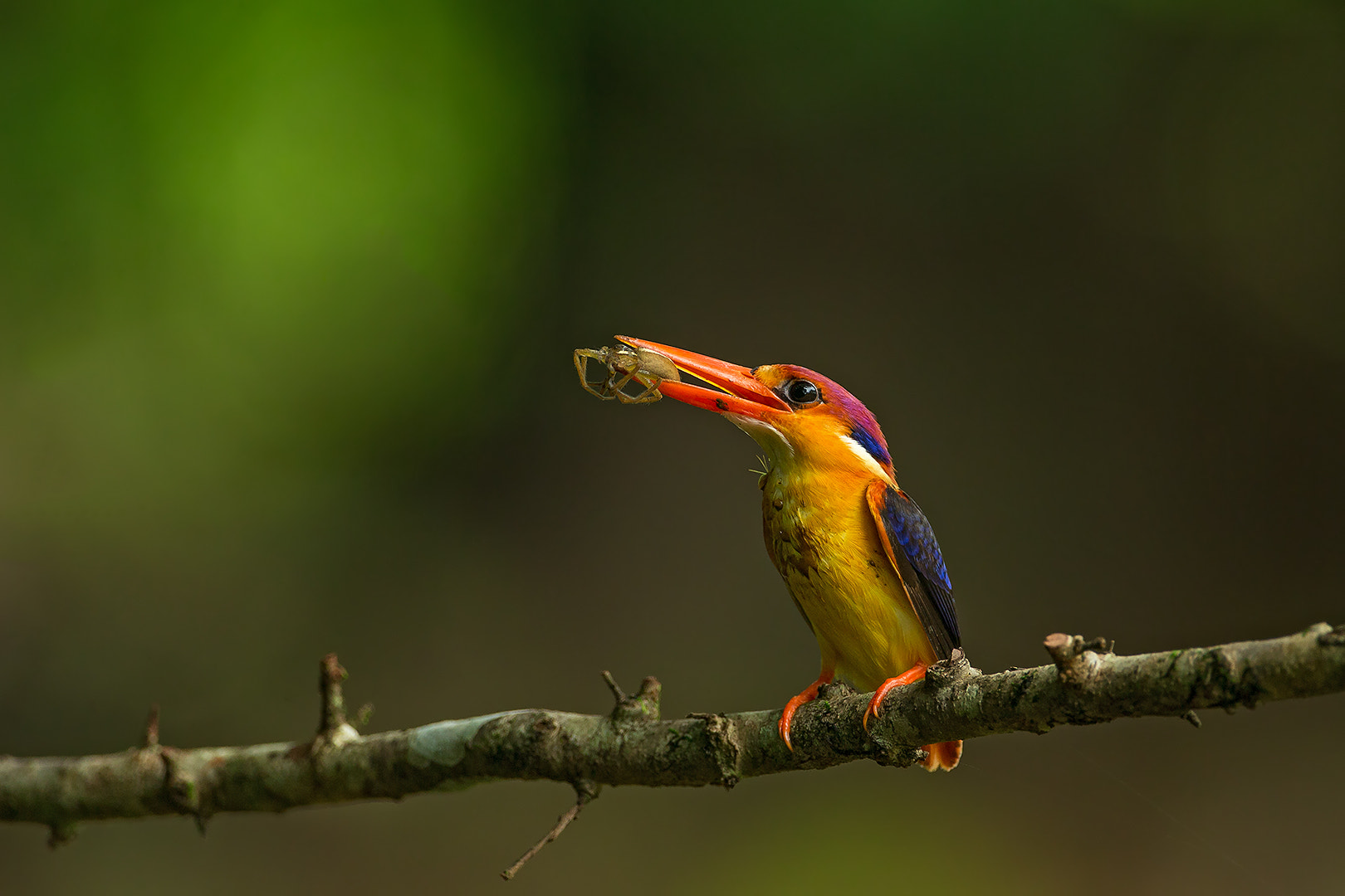 Canon EF 500mm F4L IS USM sample photo. Oriental dwarf kingfisher photography