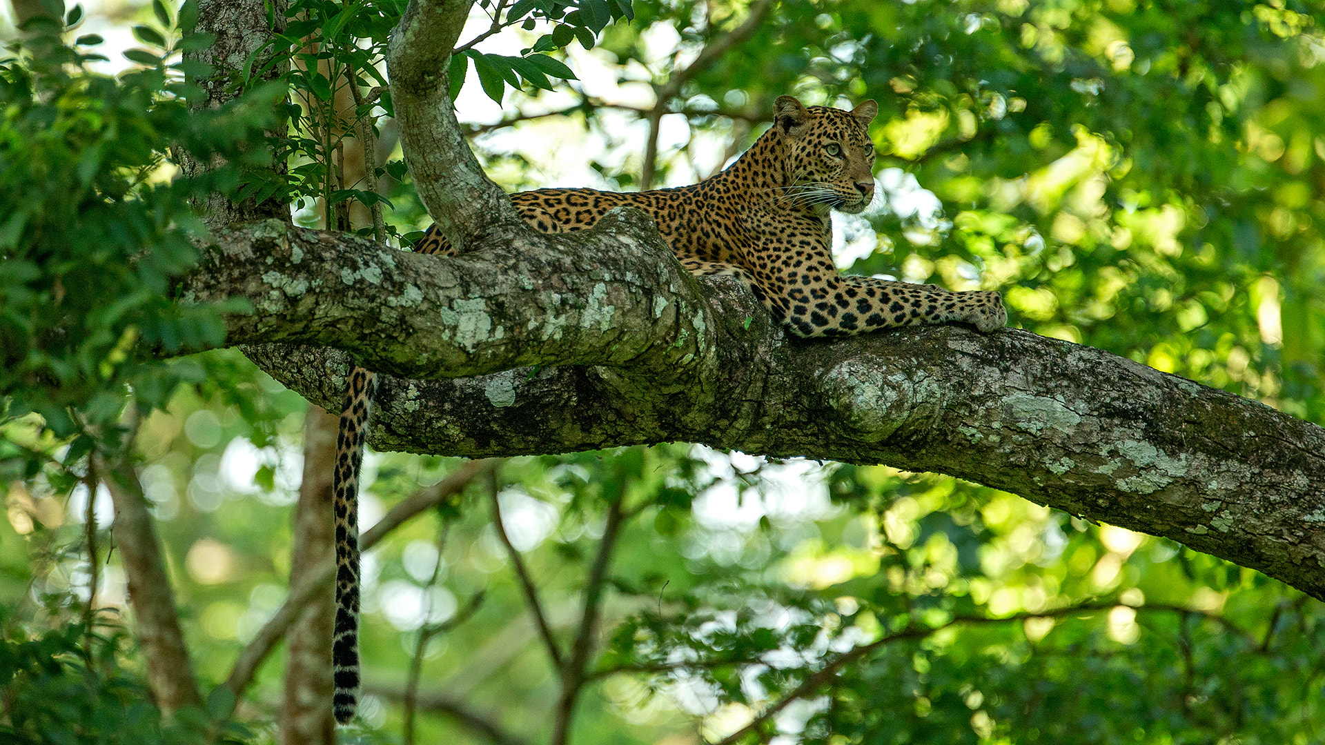 Canon EF 500mm F4L IS USM sample photo. Leo 2 photography